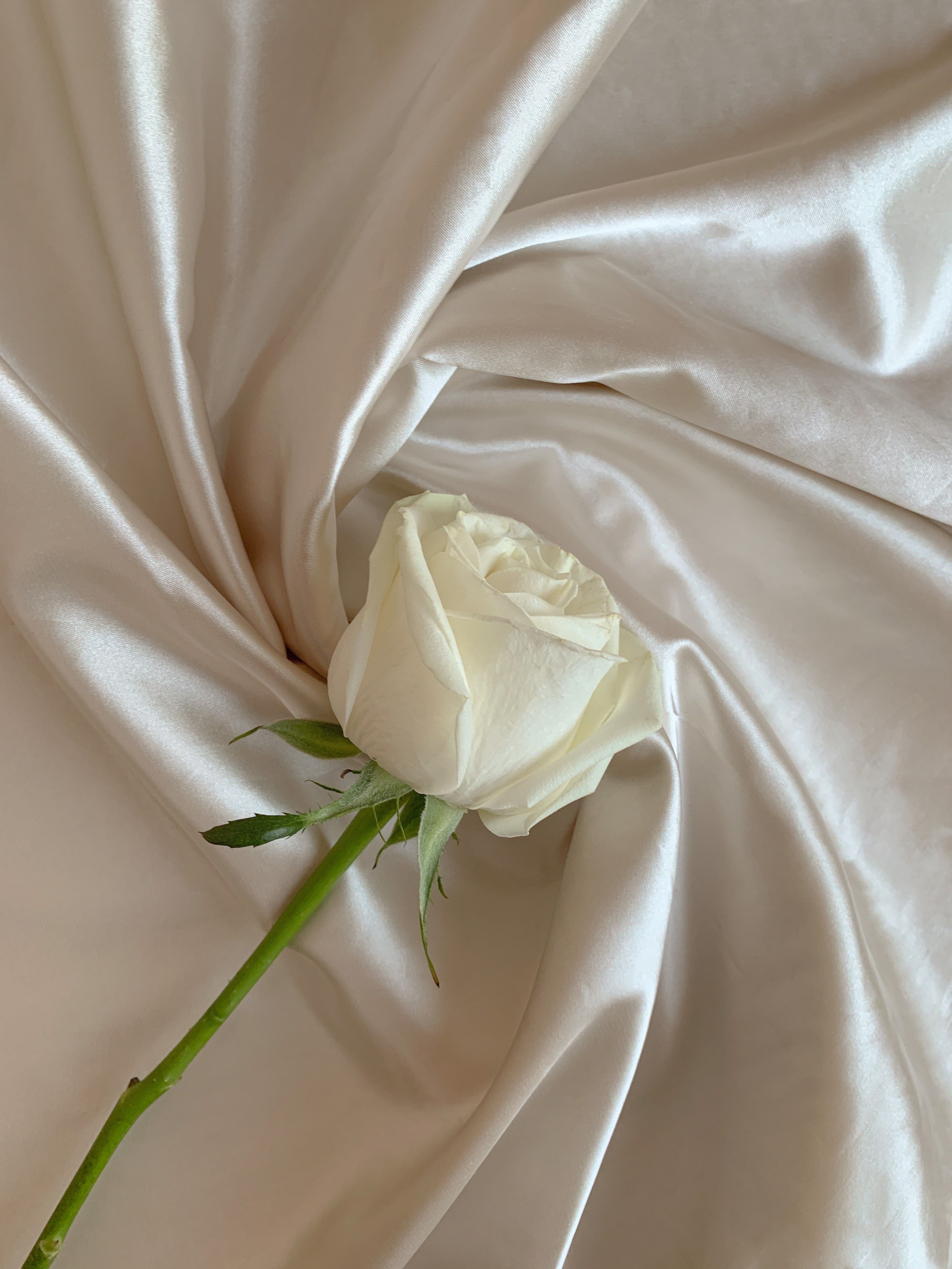 A single white rose on a white silk background. - Silk, roses