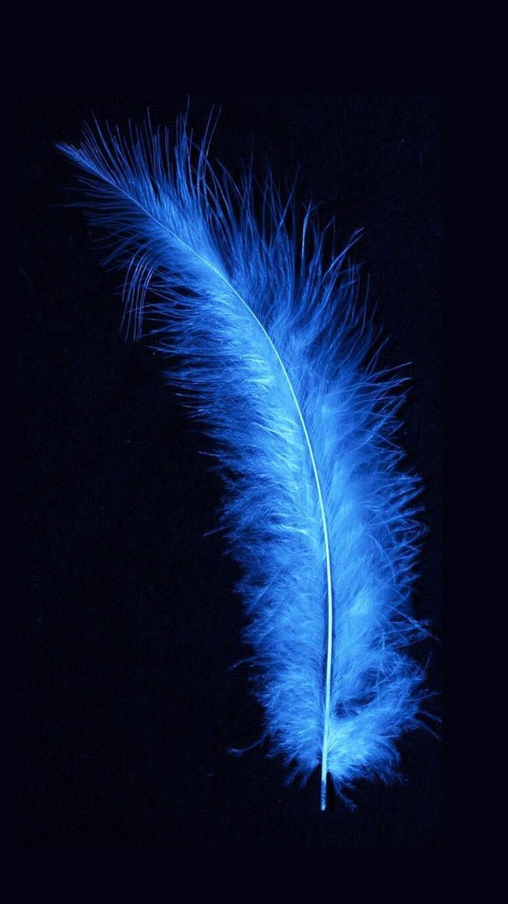 A blue feather against a black background - Feathers