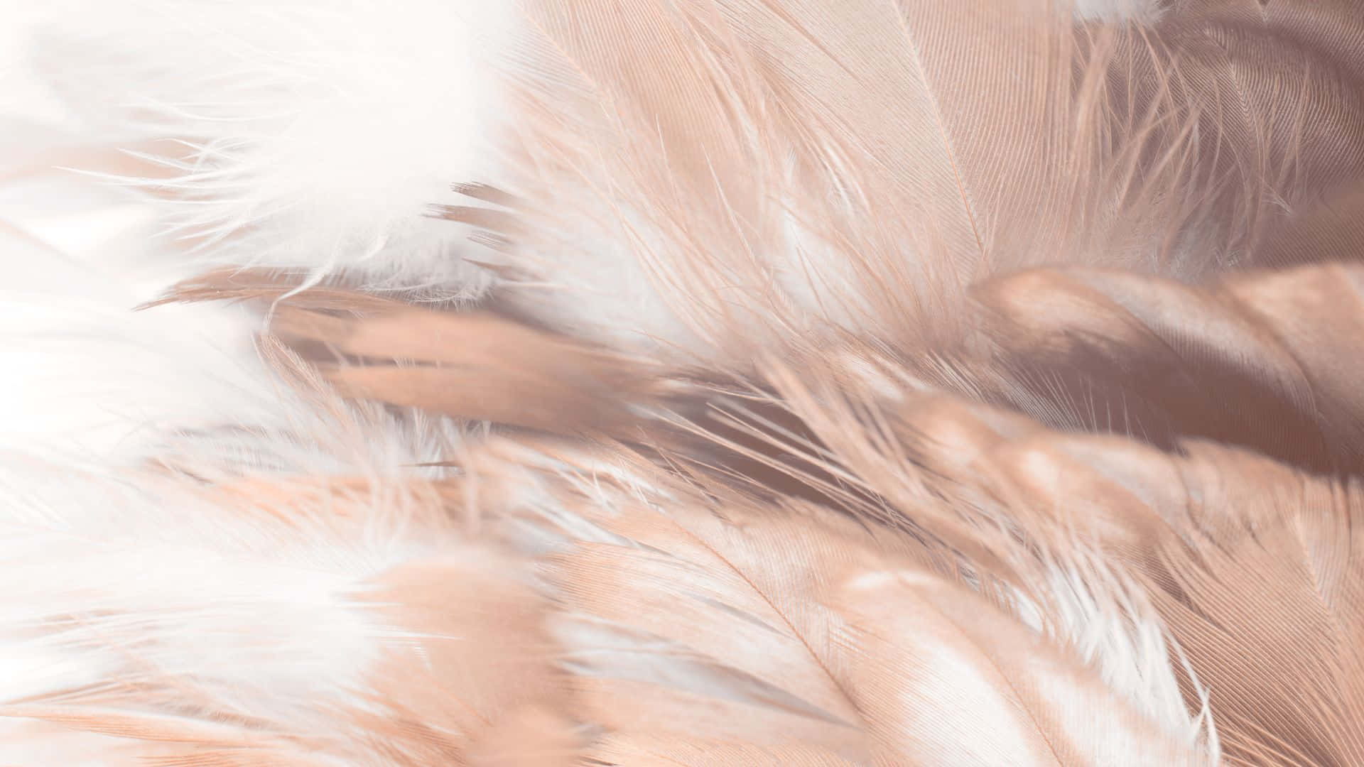 A close up of a feather in a muted pink and white color. - Feathers