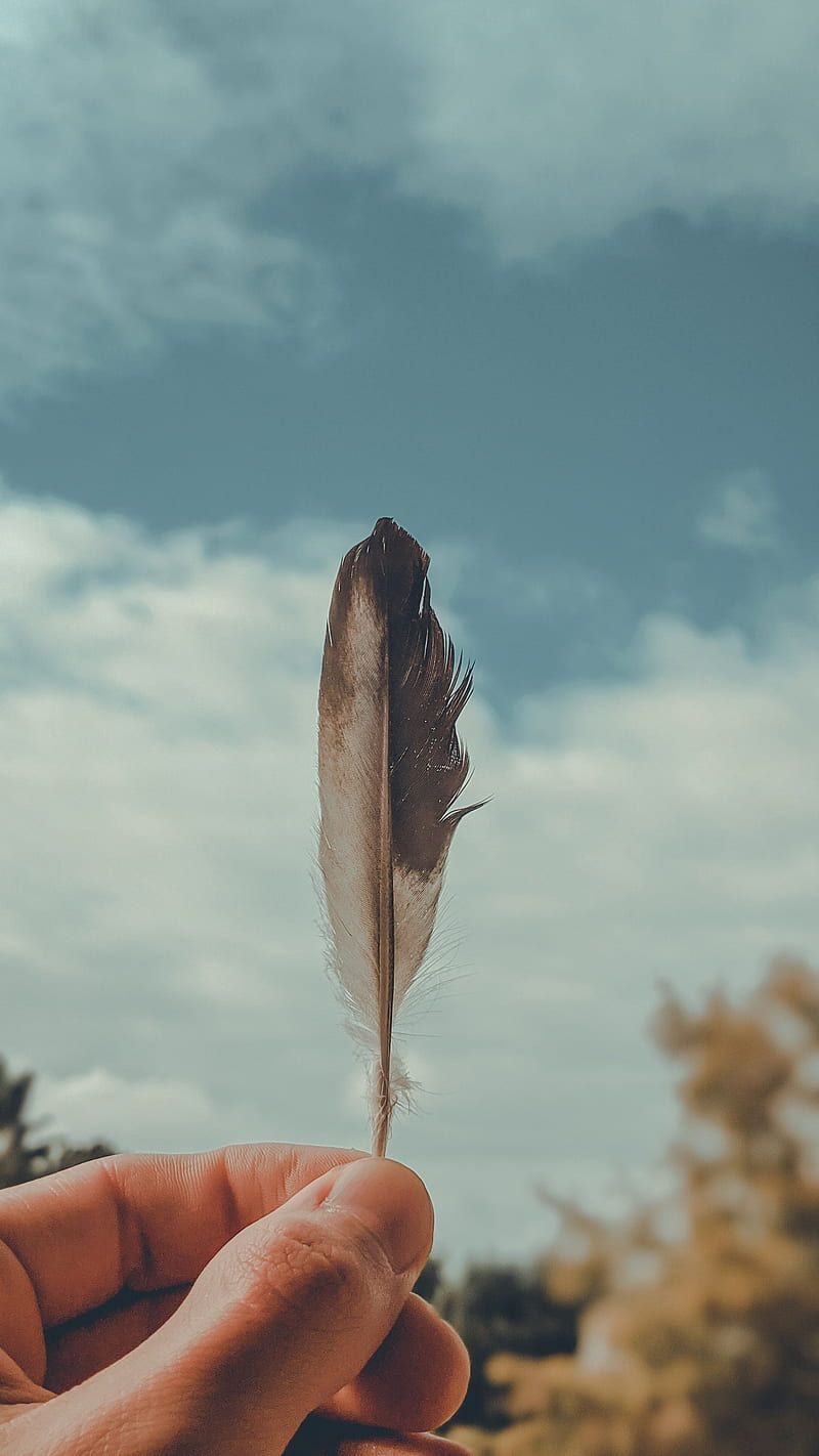 The image may possible be related to: Feathered”, ColetteLrsn, cool, feathers, macro feathers, pink, pink feathers, HD phone wallpaper - Feathers