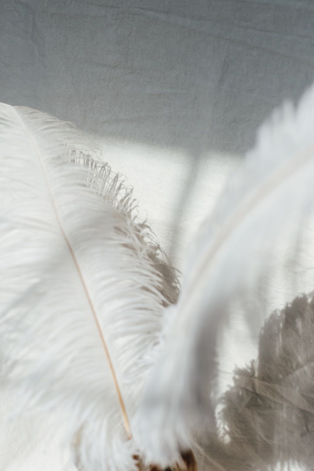 A white feather on a white surface with sunlight shining on it. - Feathers
