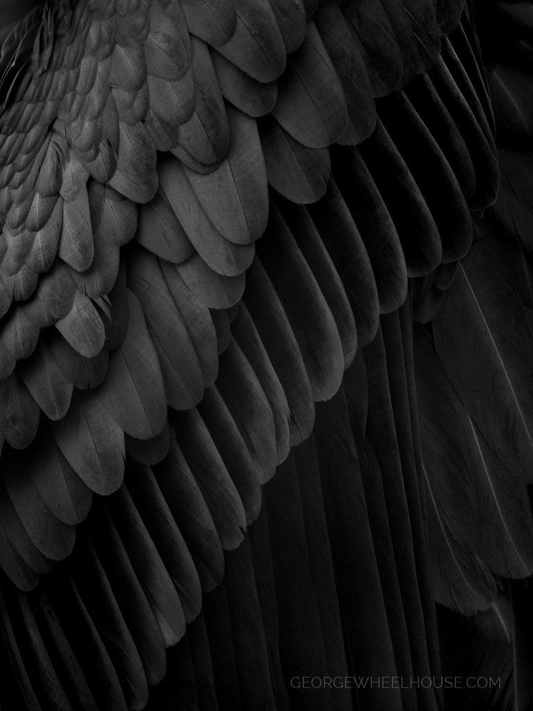 Close up of a black bird's wing. - Feathers