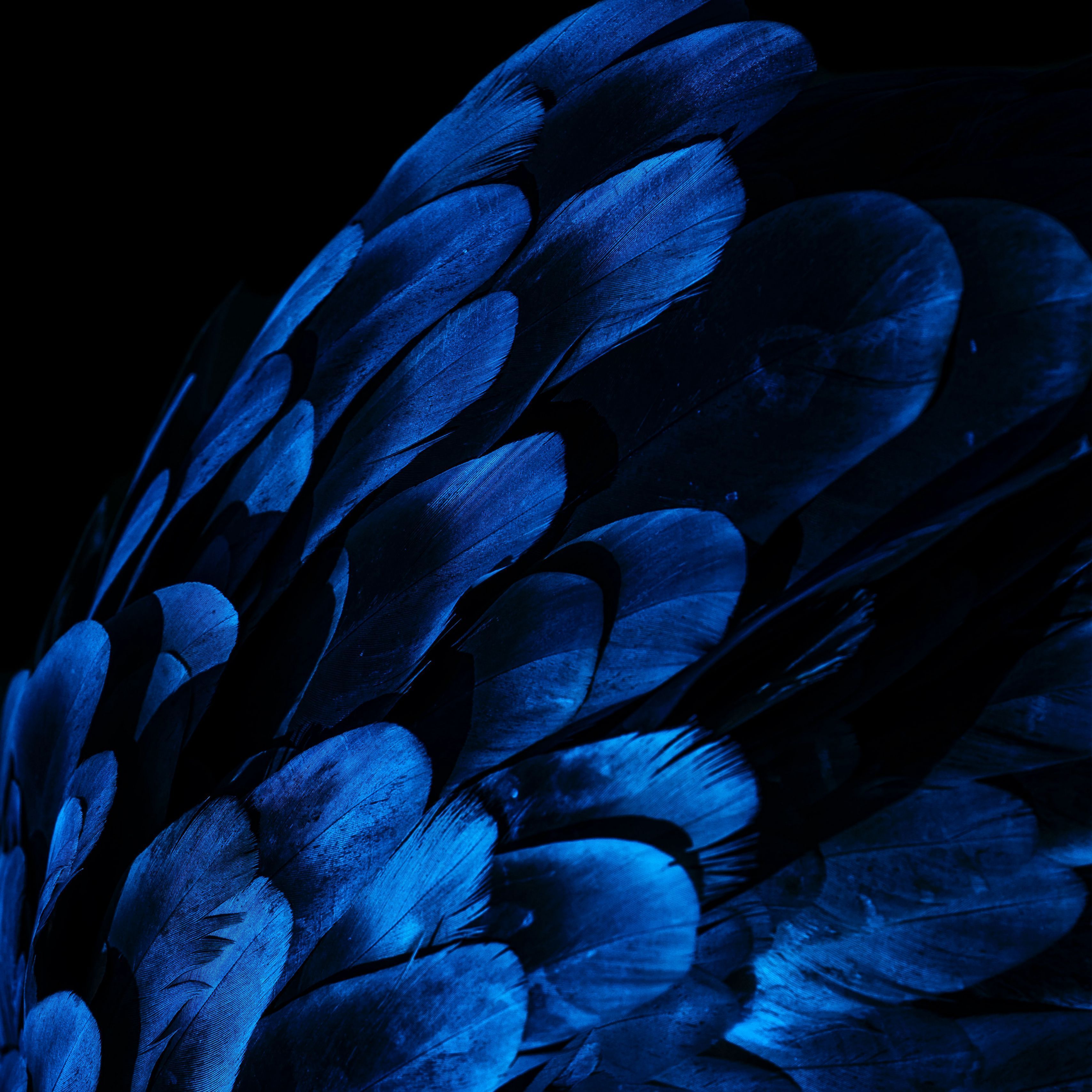 A close-up of a feather, which is blue and black. - Feathers