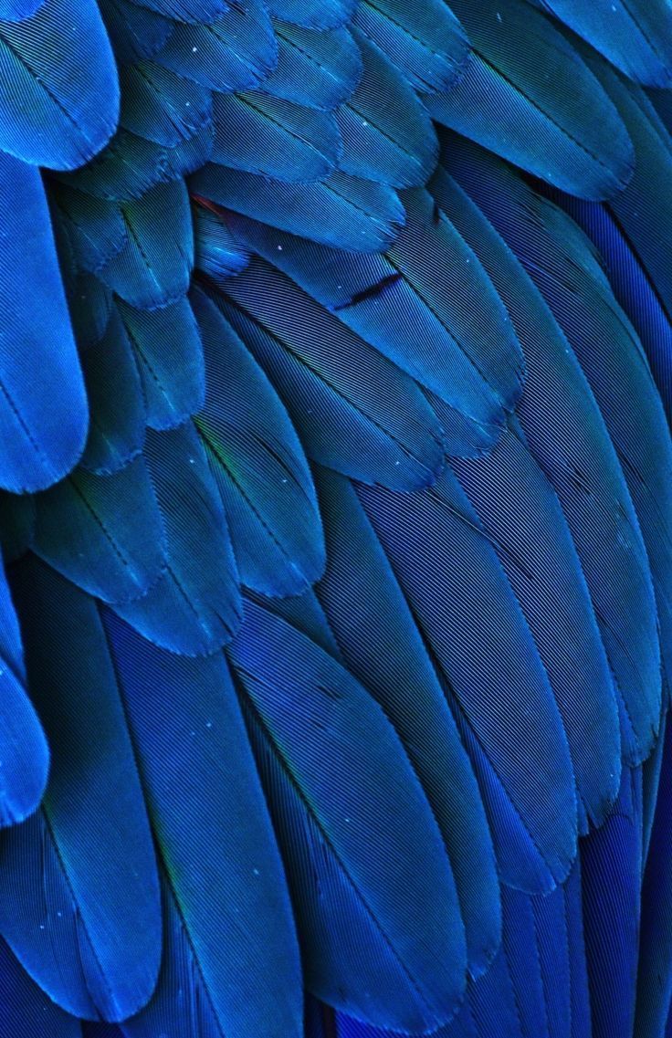 Macro Photograph Of The Feathers Of A Blue And Yellow Macaw. Macaw Feathers, Feather, Blue Aesthetic