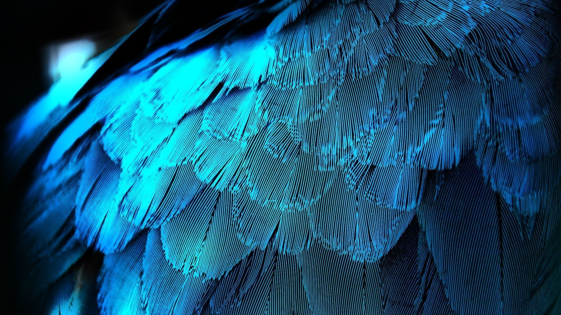 Blue Feather Wallpaper