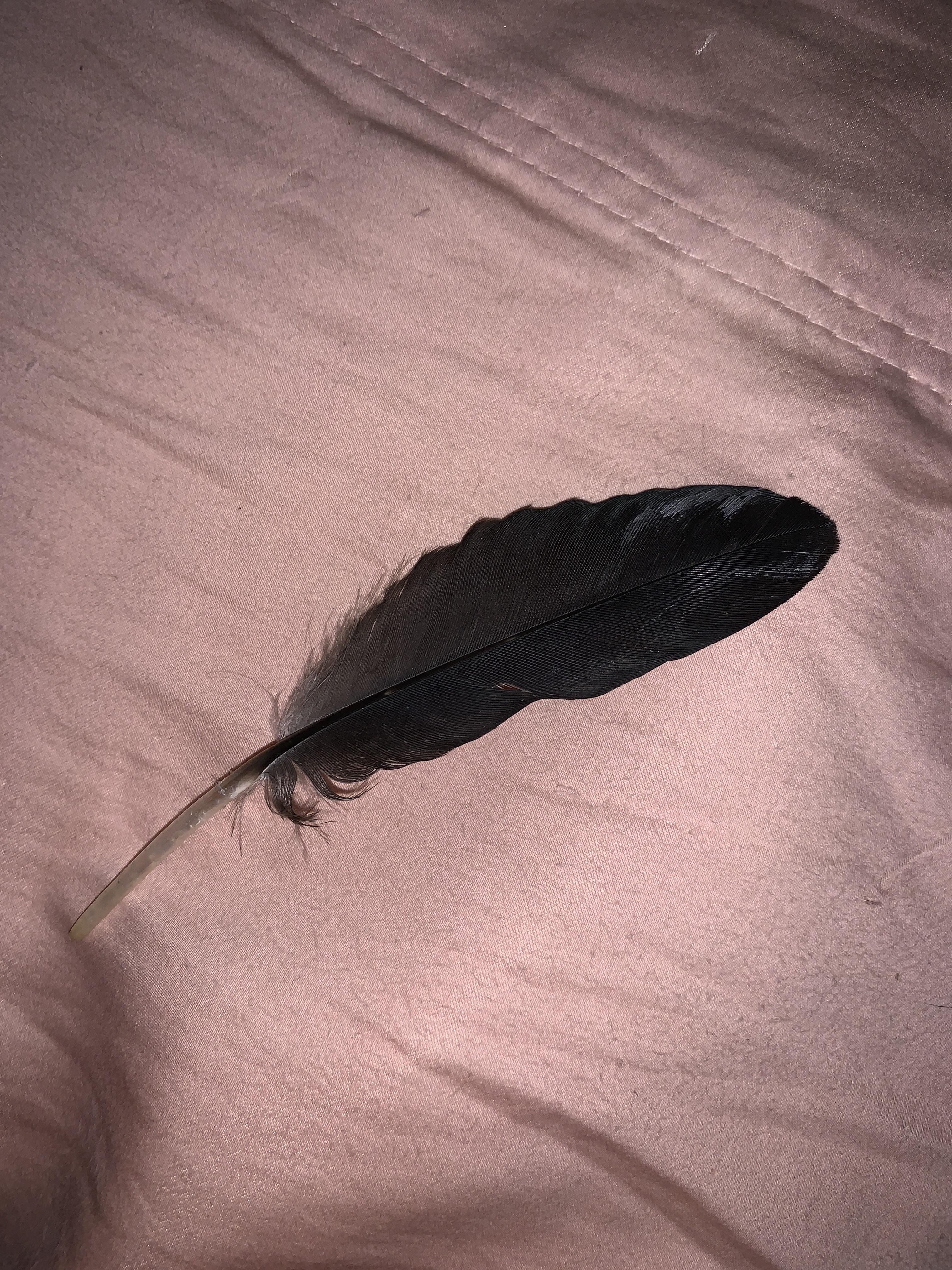 A black feather lies on a pink bed sheet. - Feathers