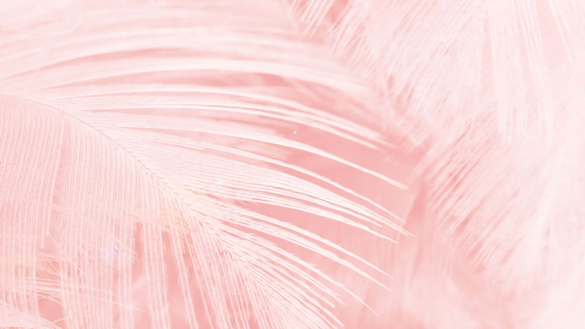 Download Aesthetic Computer Light Pink Feathers Wallpaper