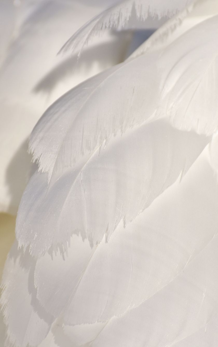 A close up of a swan's feathers - Feathers