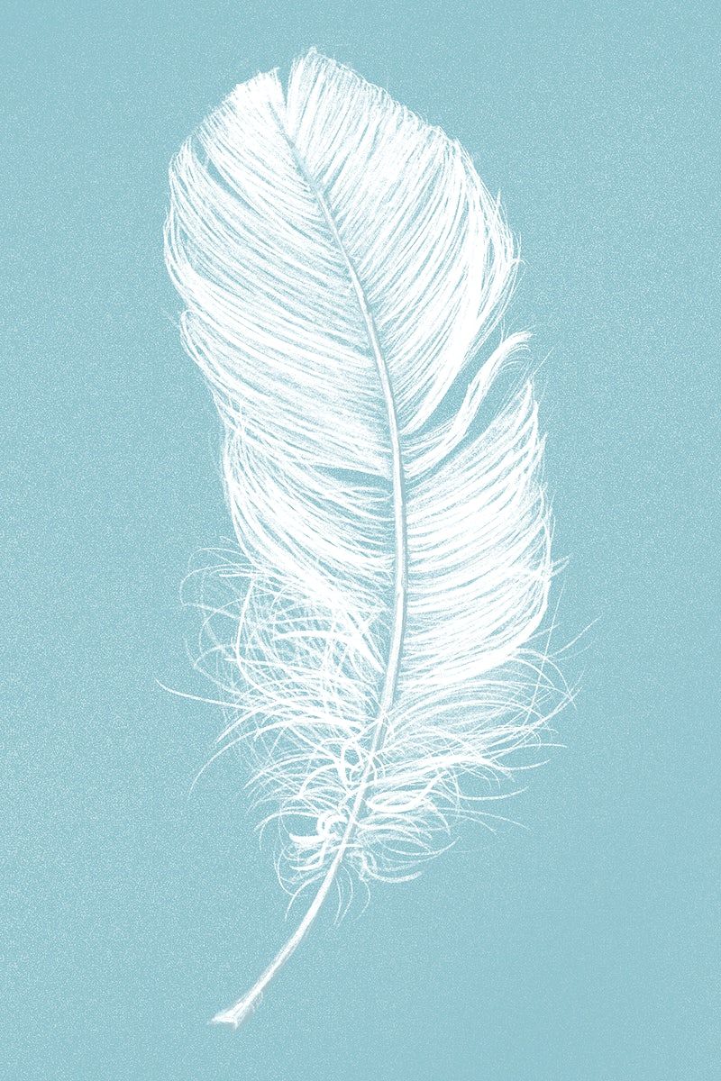 A white feather on a blue background - Feathers
