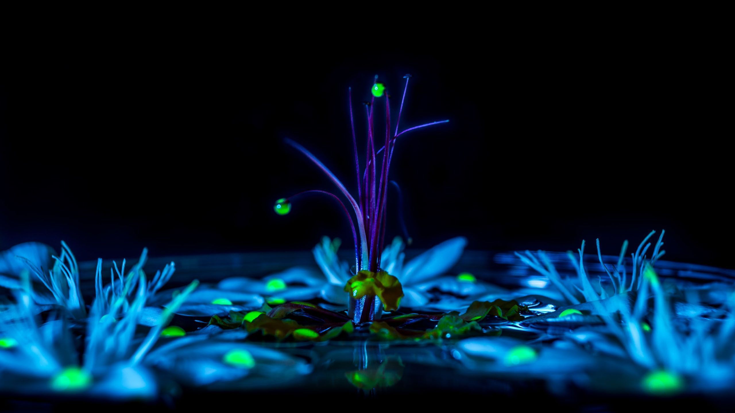 A group of small glowing plants in the dark. - Psychedelic