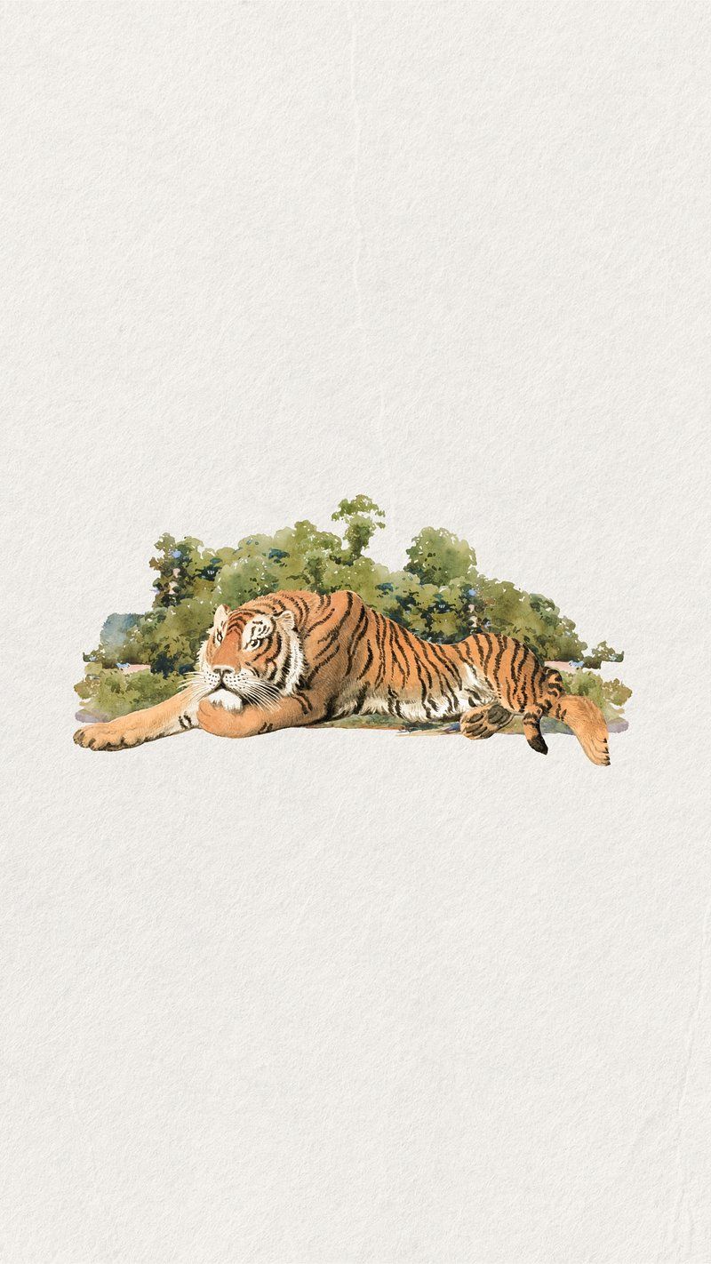 A tiger on a white background - Tiger