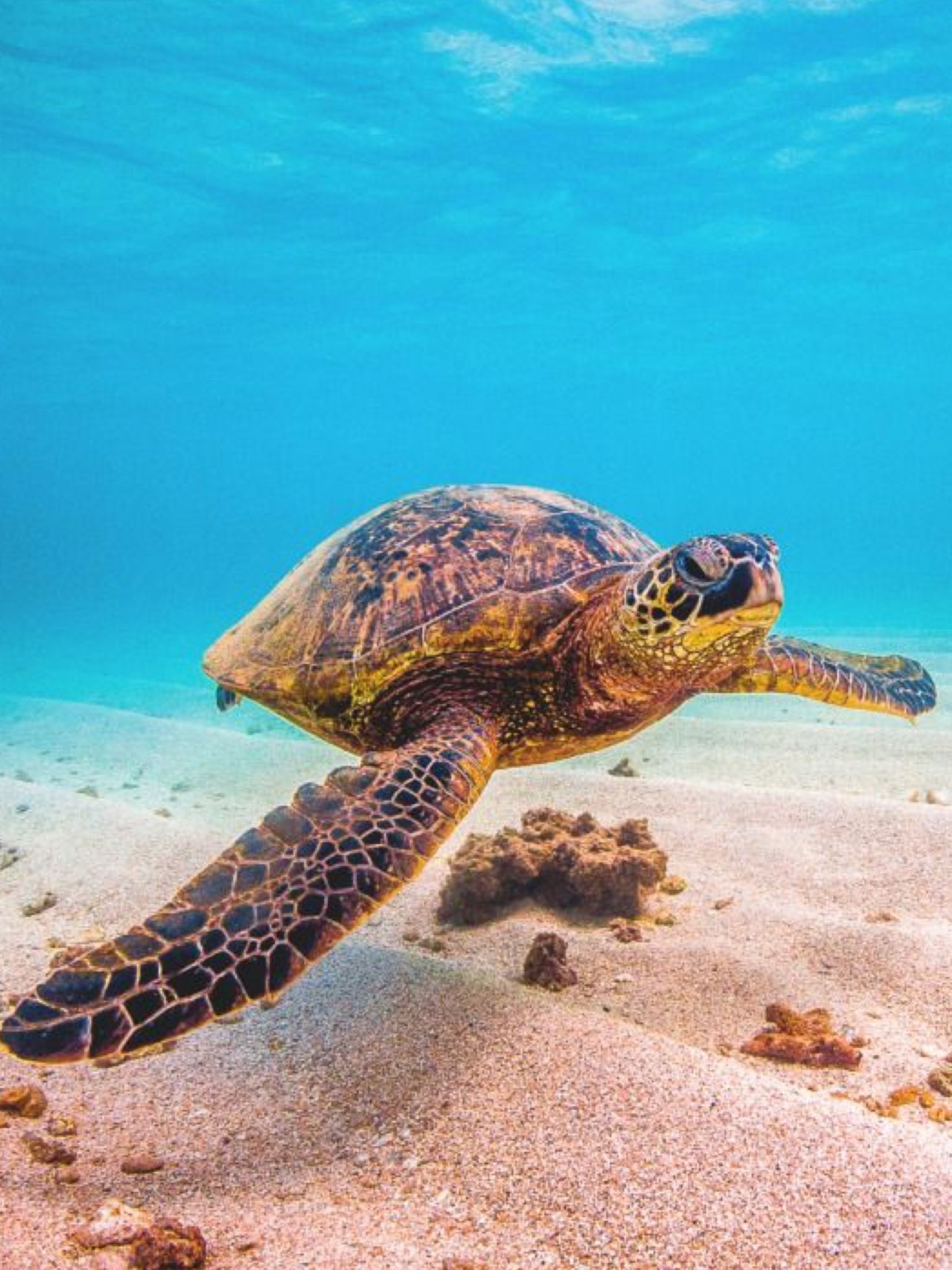 Cute ocean turtle Wallpaper Download