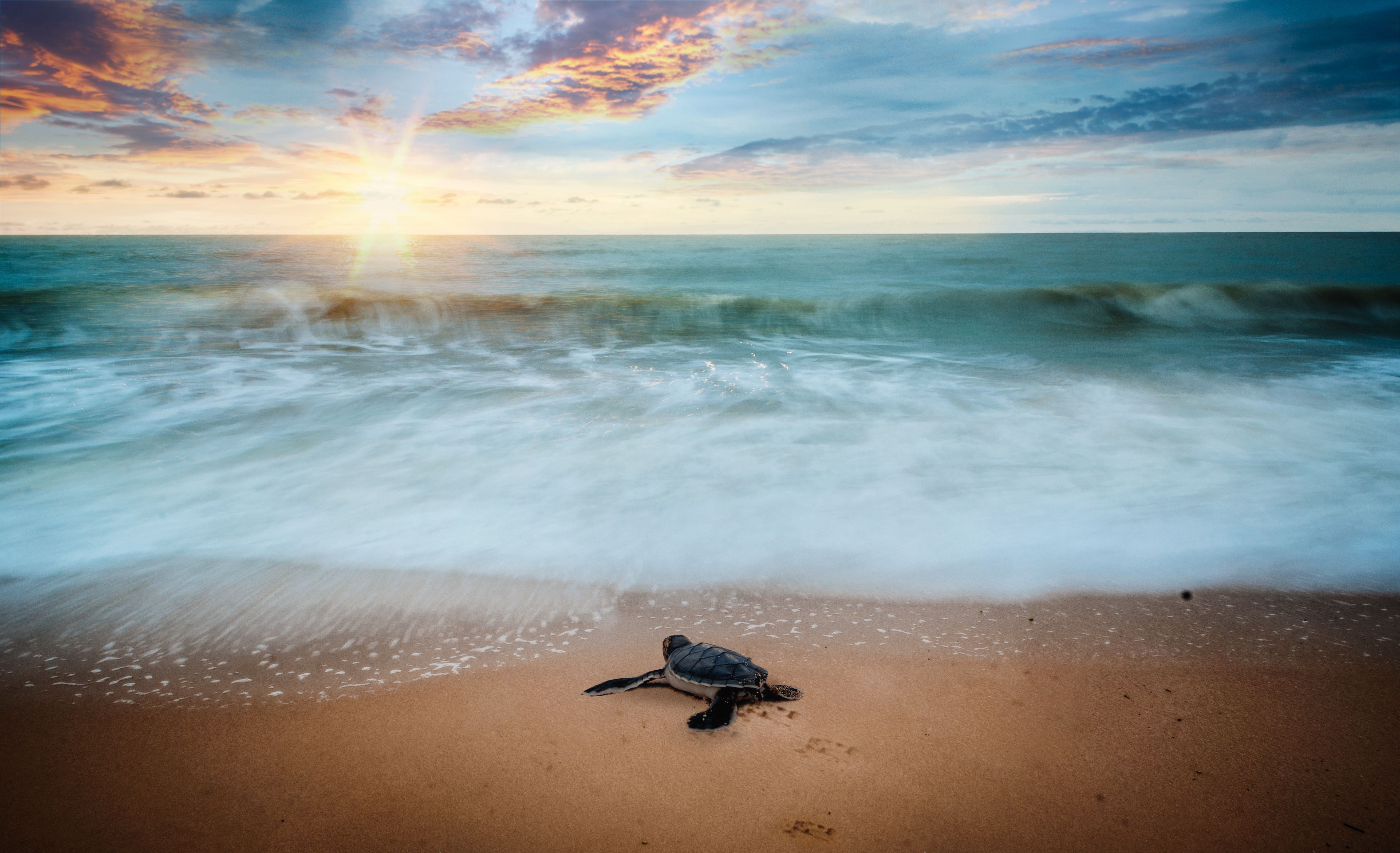 Sea Turtle Photo, Download The BEST Free Sea Turtle & HD Image