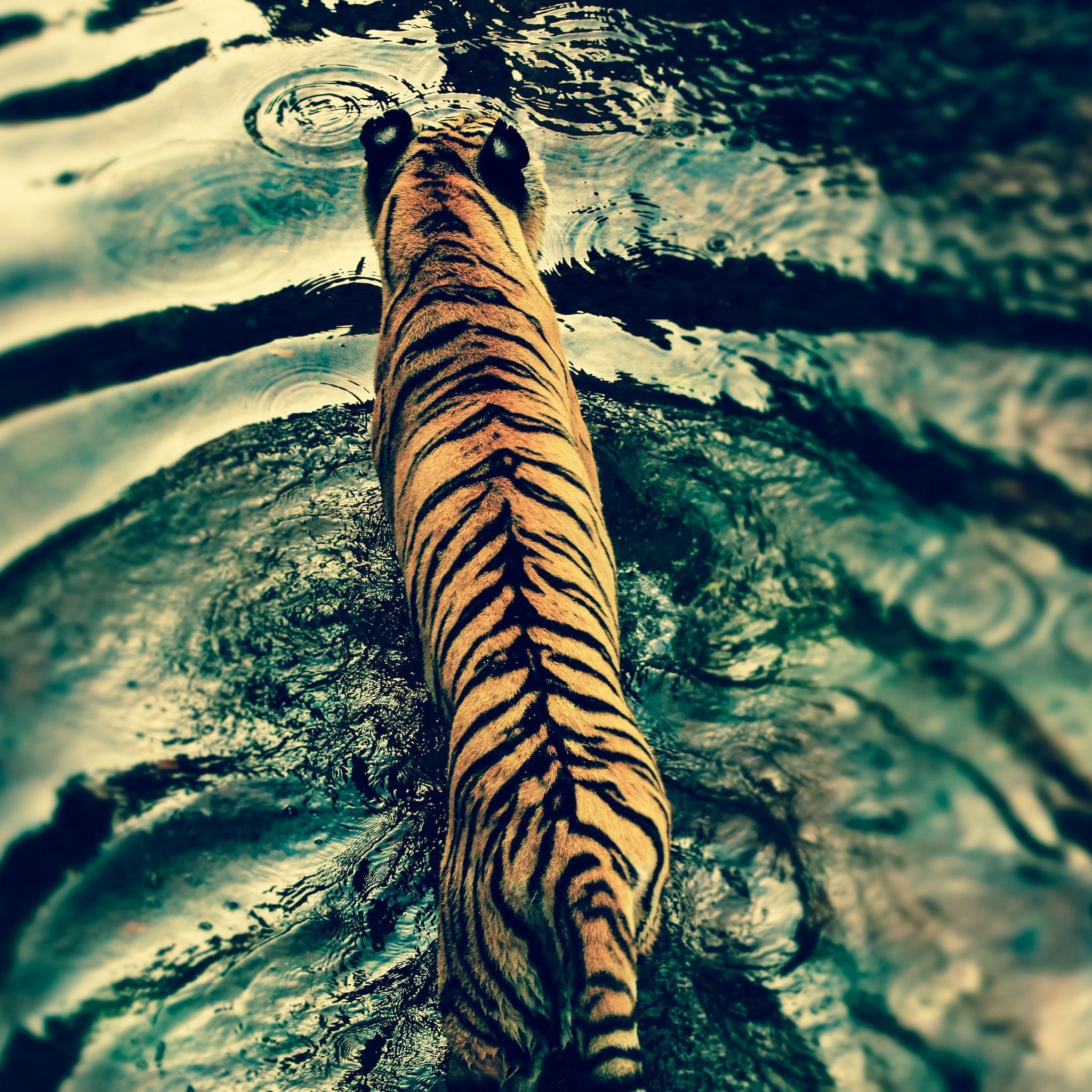 Tiger Wallpaper 4K, Walking, Top View, Water ripples