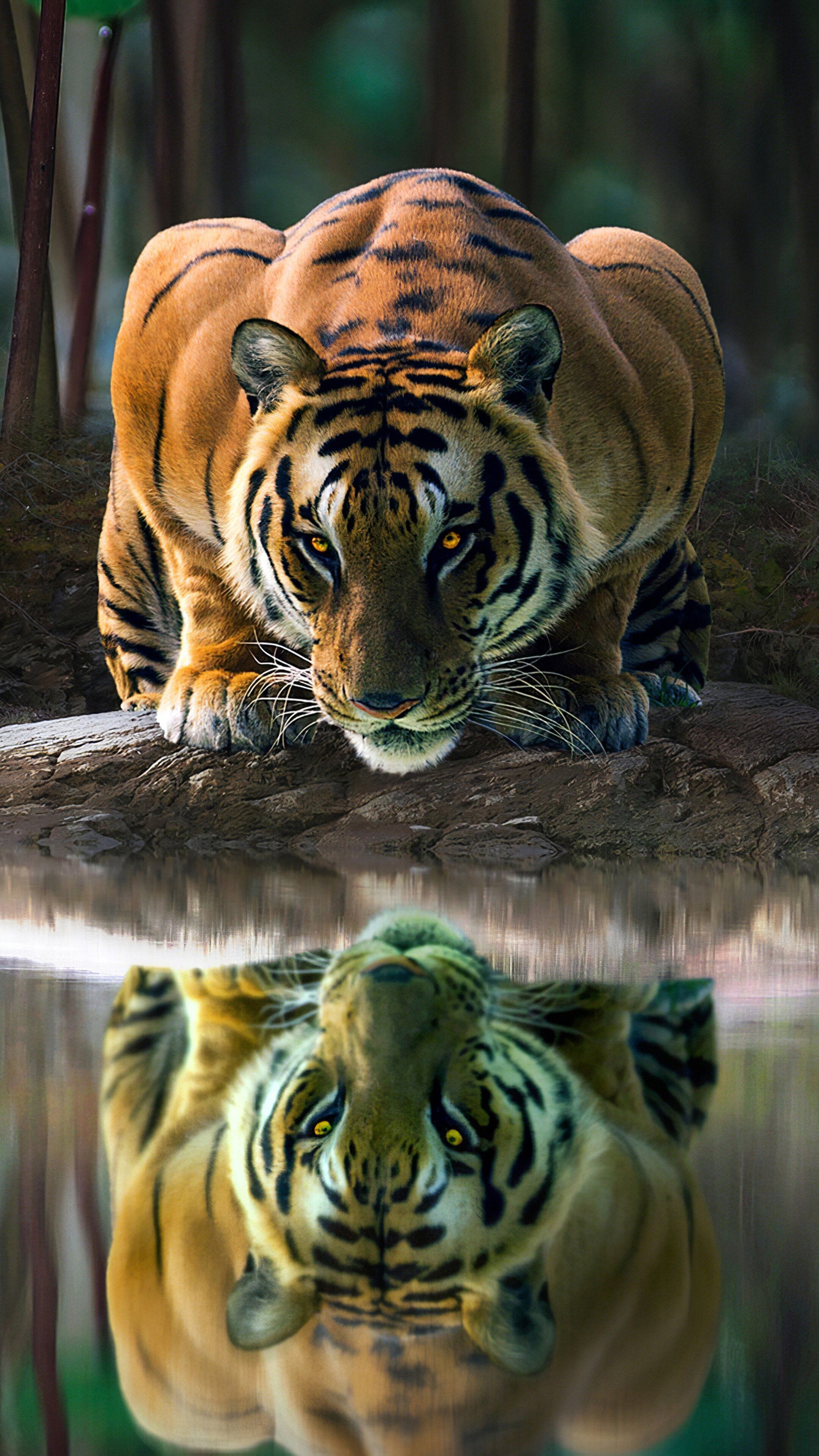 A tiger drinking water from a pond - Tiger