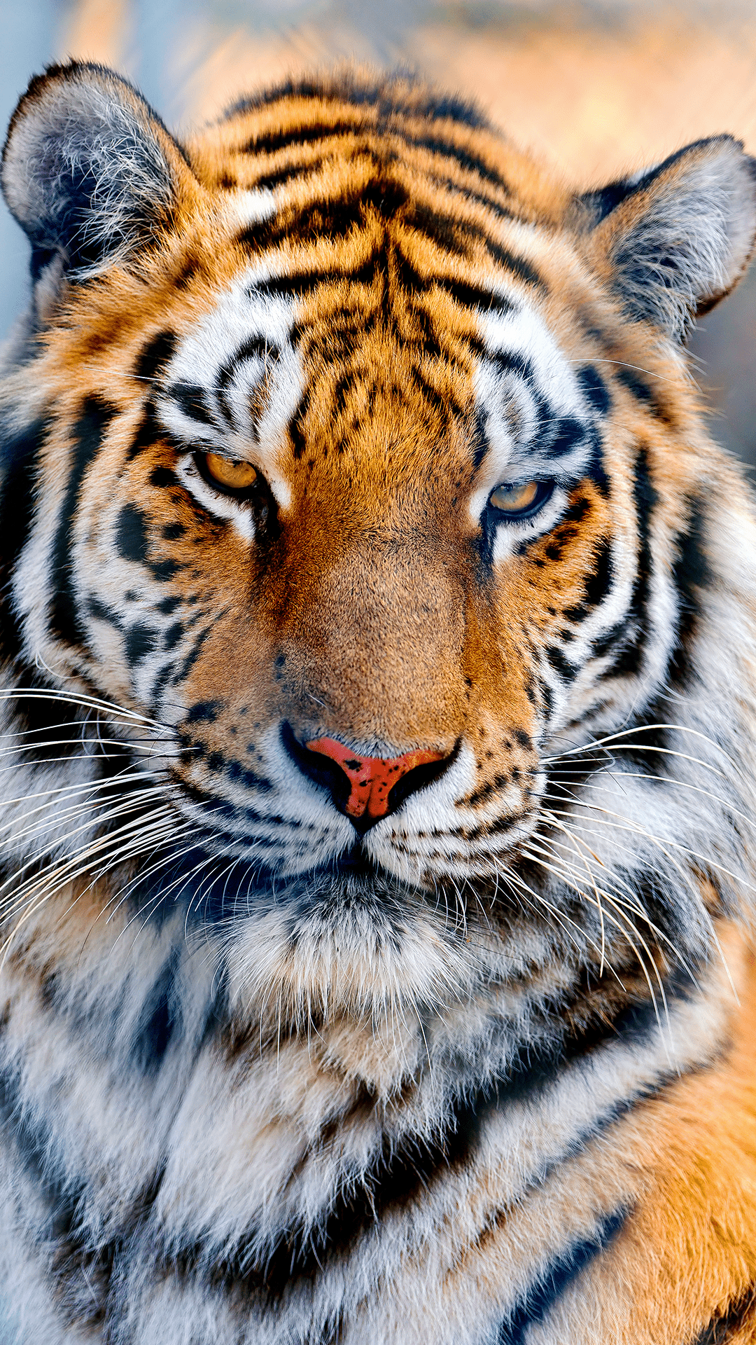 Majestic Tiger iPhone Aesthetic Wallpaper