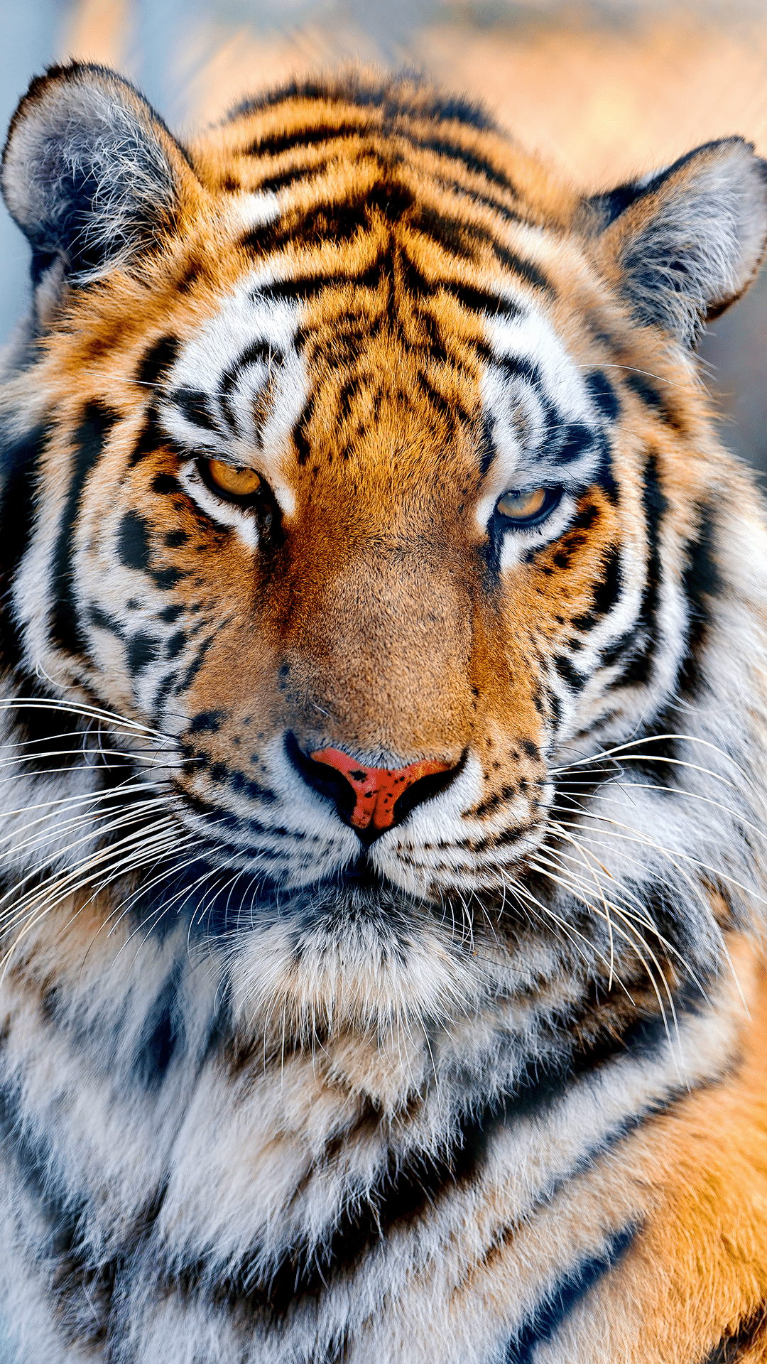 A tiger with orange eyes staring into the camera. - Tiger