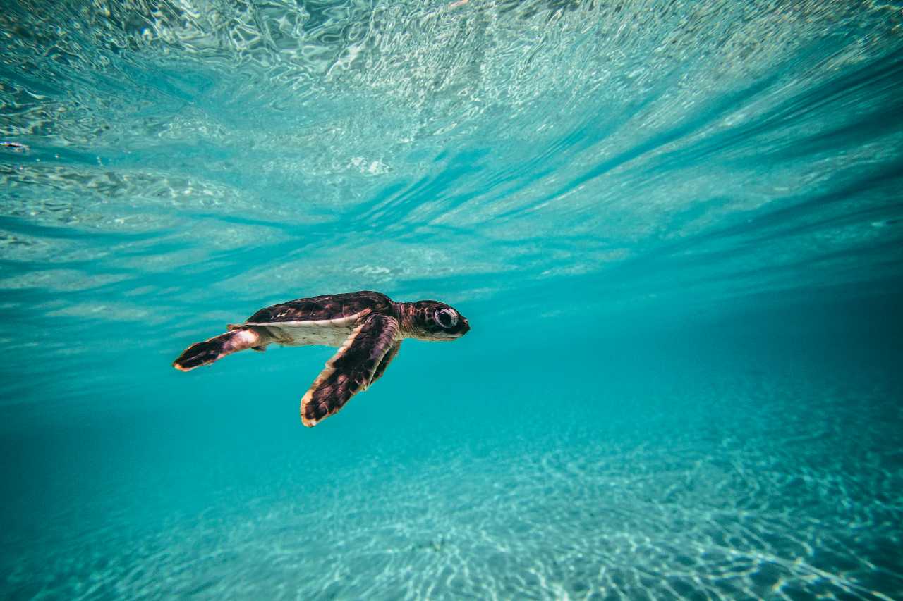 A baby sea turtle swimming in the ocean - Sea turtle