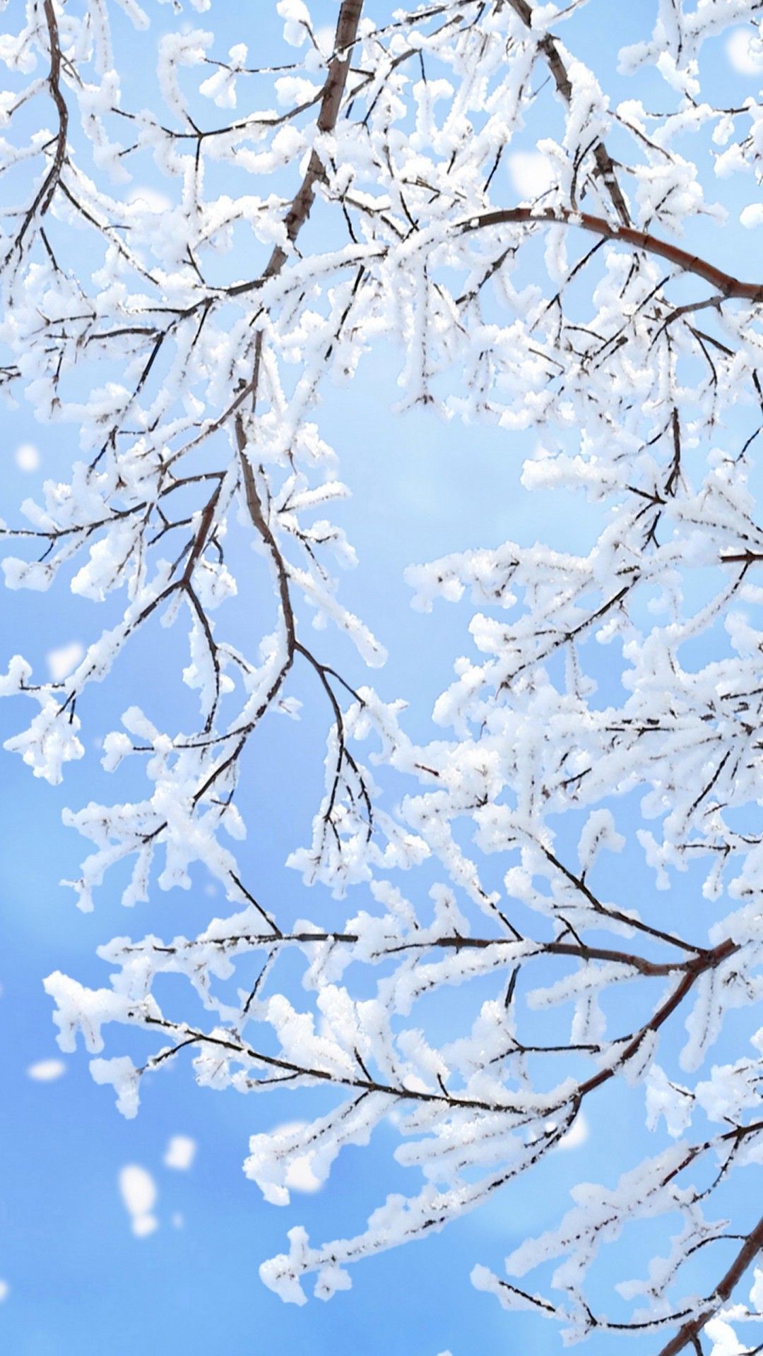 A snowy tree branch against a blue sky - Snowflake