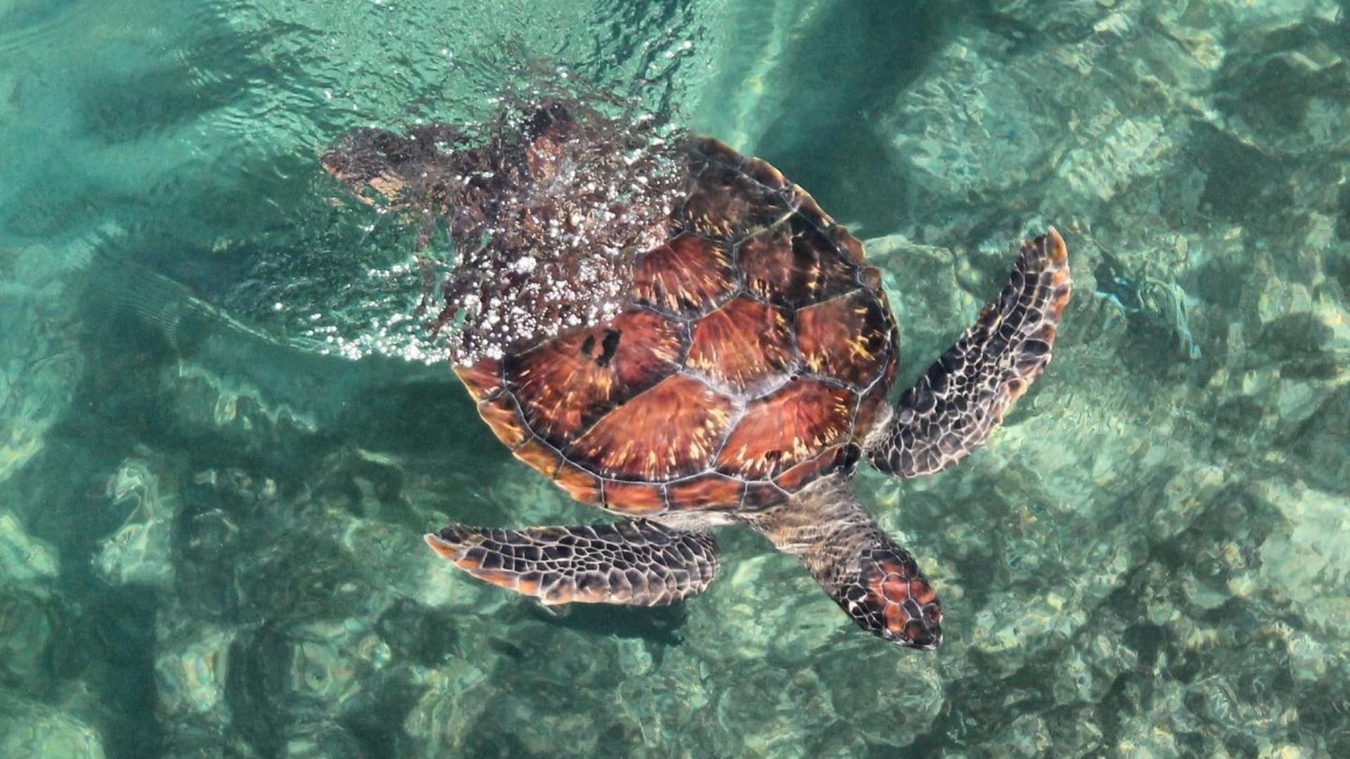 A turtle swimming in the ocean - Sea turtle