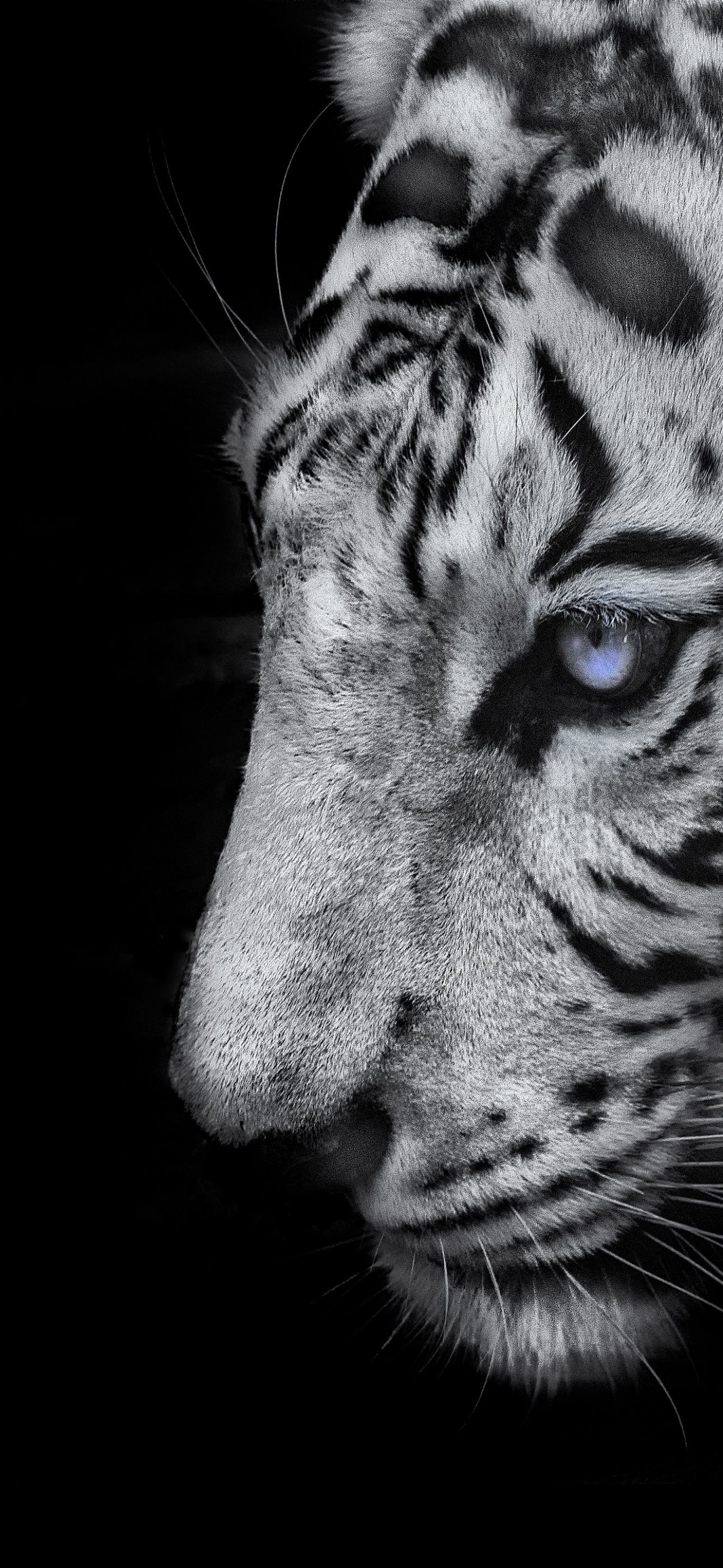 White tiger Wallpaper 4K, Black background, 5K