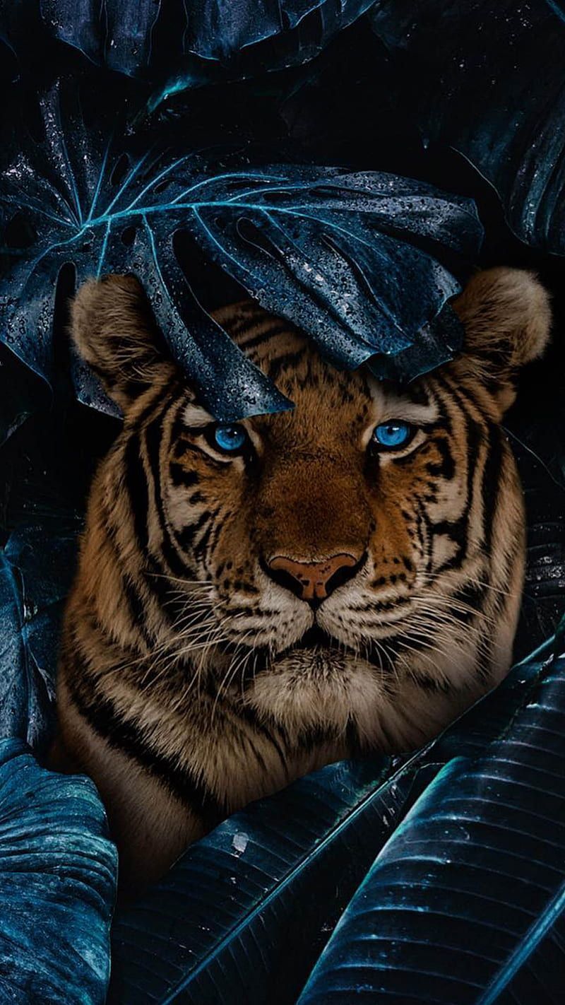 Fearless, tiger, tumblr, universal, HD phone wallpaper