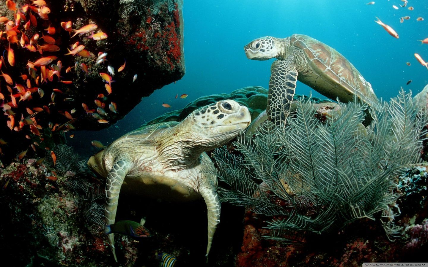 Two turtles on a coral reef with fish swimming around them - Sea turtle