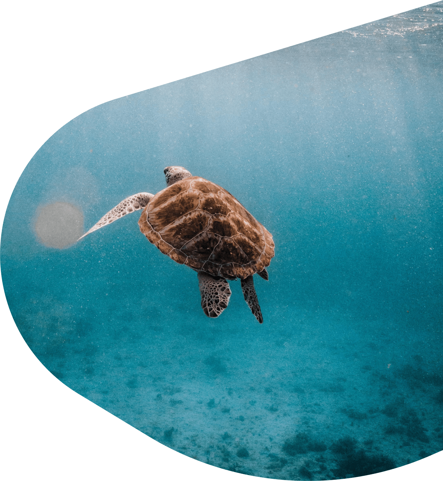 A turtle swimming in the ocean - Sea turtle