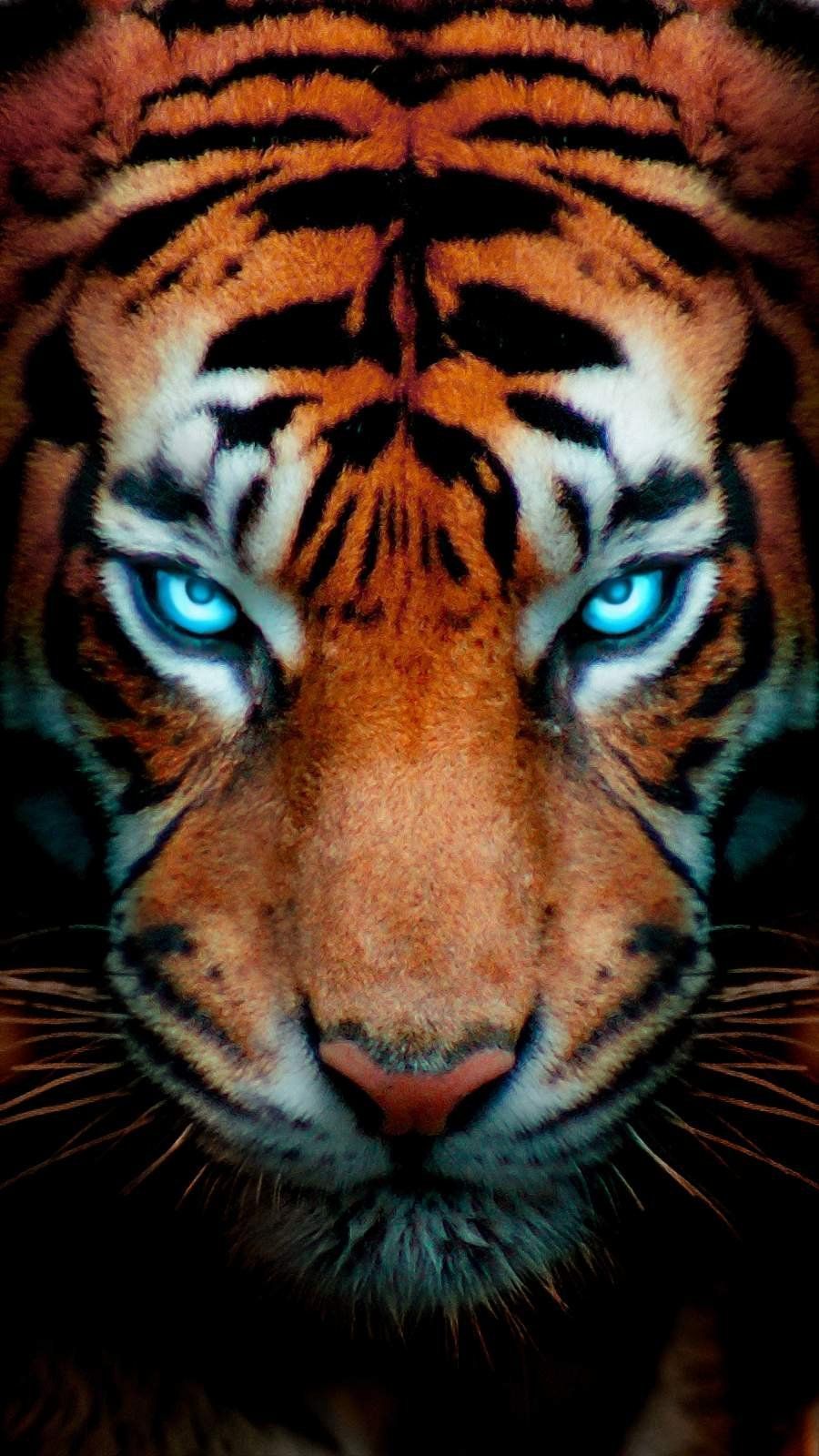 Aesthetic bengal tiger Wallpaper Download