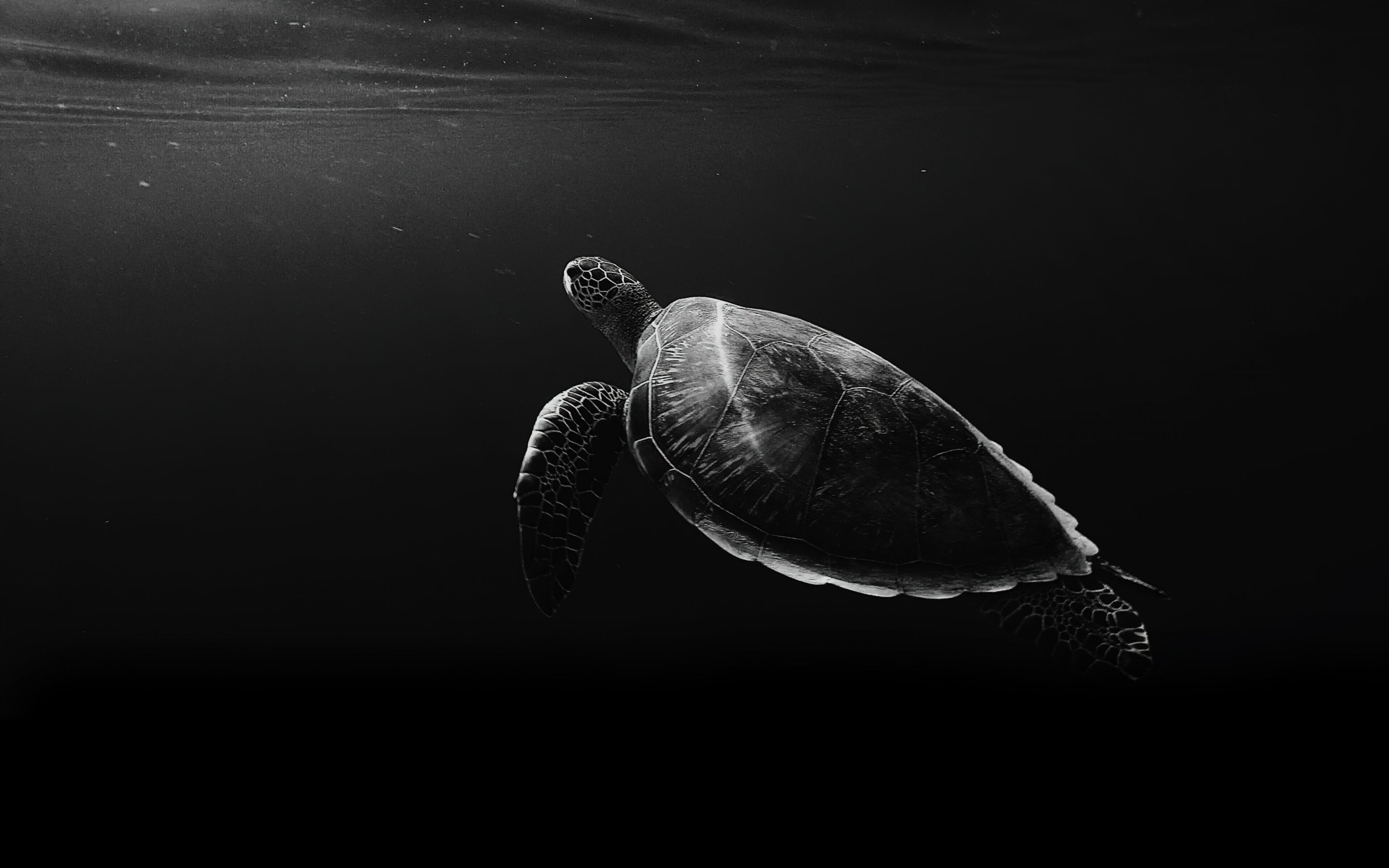 Sea Turtle Wallpaper 4K, Under the Sea, Monochrome