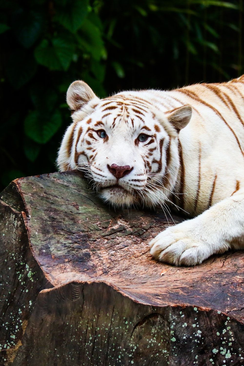A white tiger picture of a white tiger on a tree stump. - Tiger