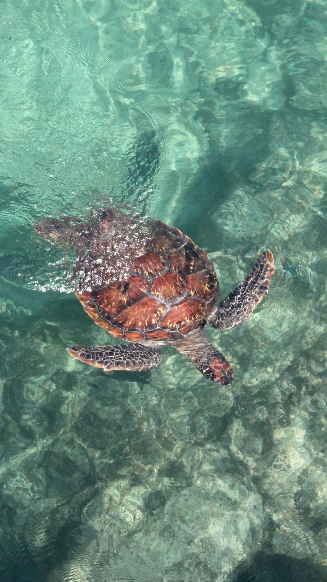 Aesthetic Sea Turtle Wallpaper