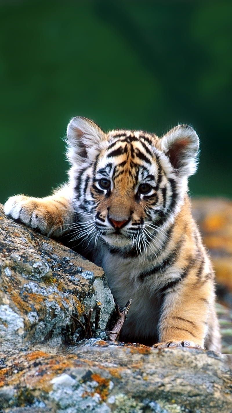 Baby Tigers, animals, baby, cute, tigers, HD wallpaper