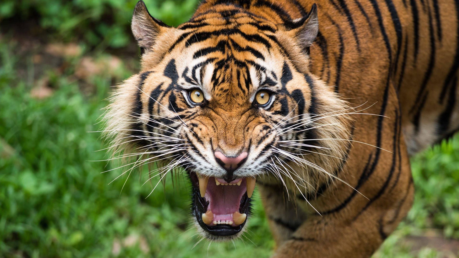 A tiger snarls with its mouth open, showing its teeth. - Tiger