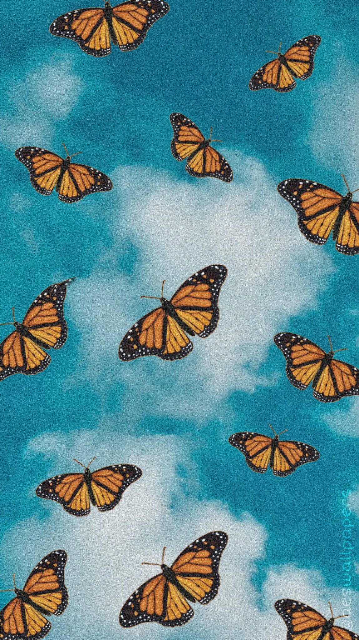 Monarch butterflies against a blue sky background - Tiger