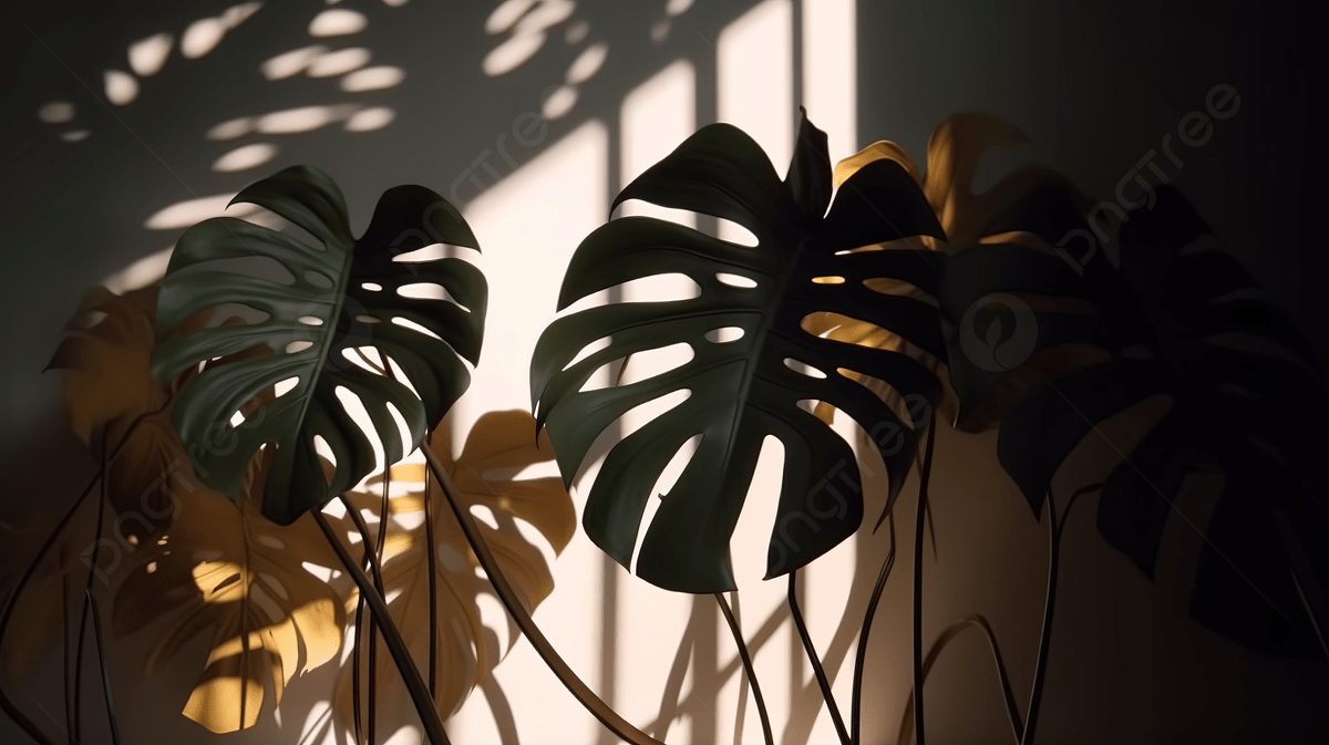 Monstera leaves on a wall with sunlight - Monstera