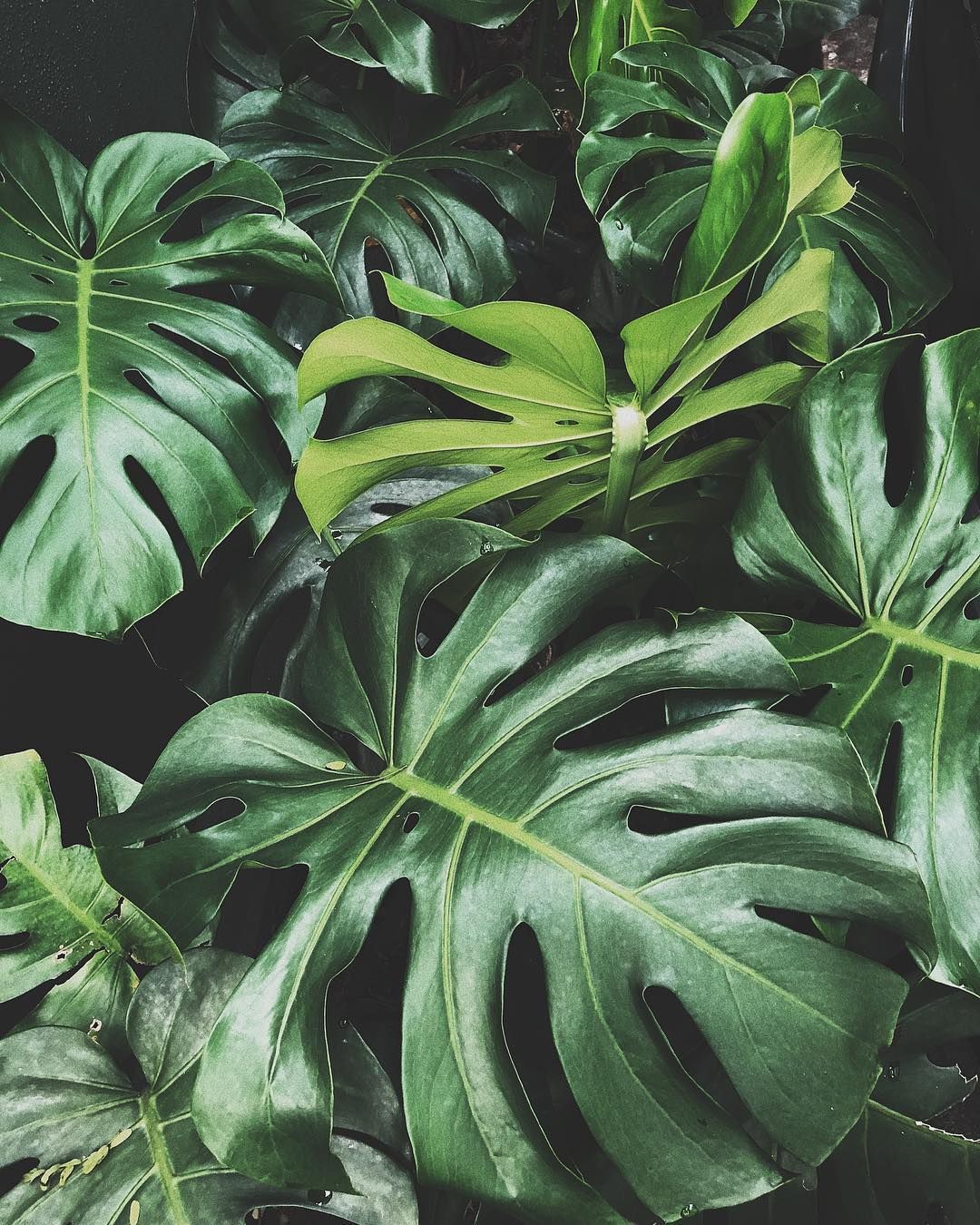 Monstera #houseplants. Plants, Nature plants, Plant aesthetic