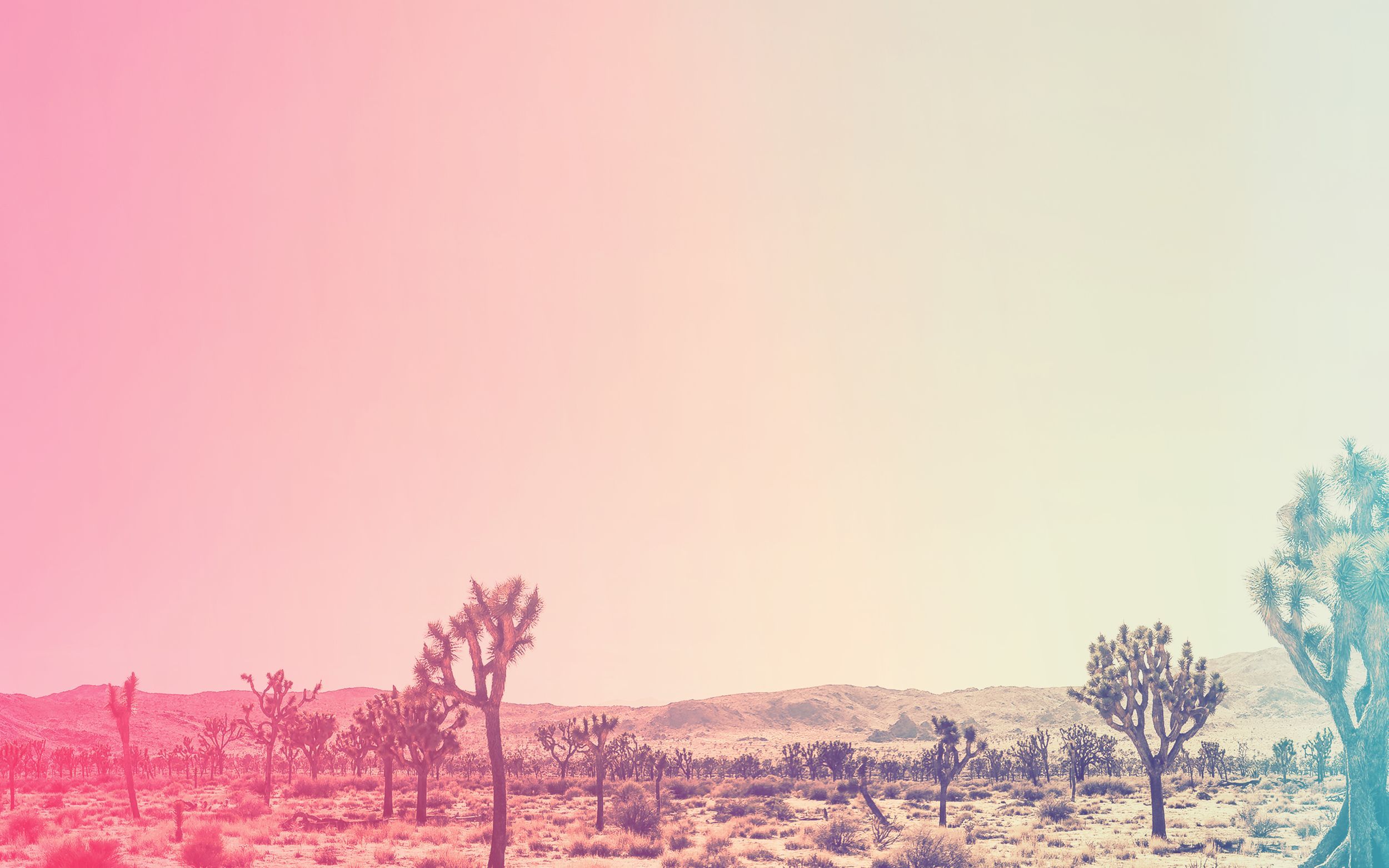 A Joshua tree forest in the desert with a pink and blue gradient filter - Desert