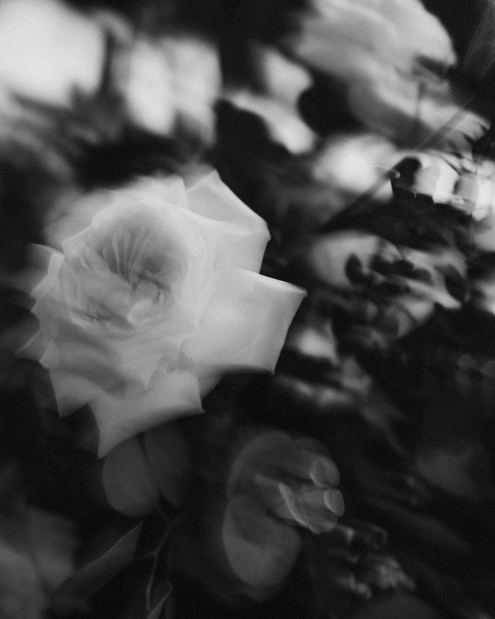 A black and white photo of a rose photo