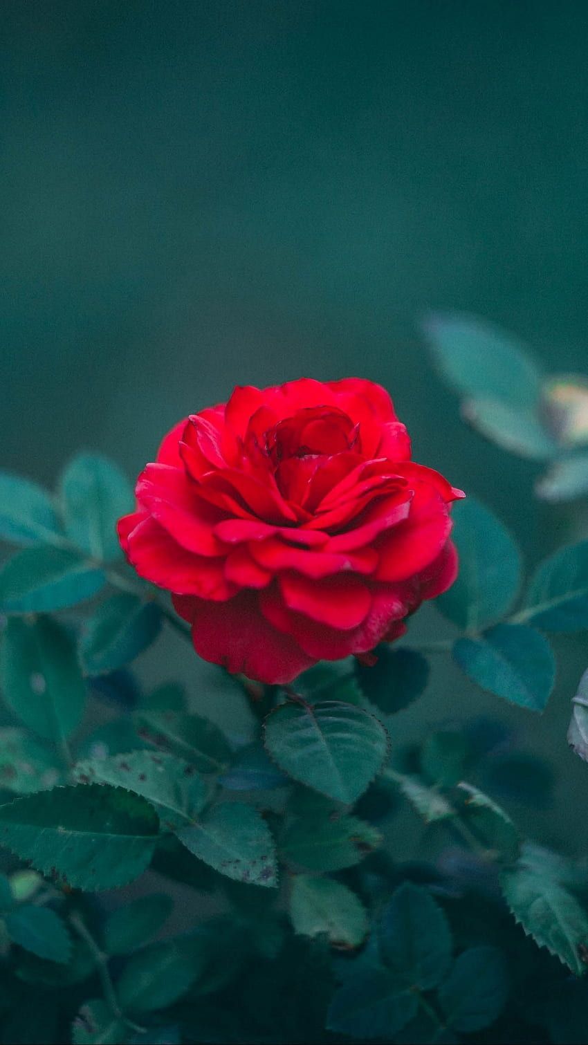 A red rose with green leaves in the background - Blurry, roses