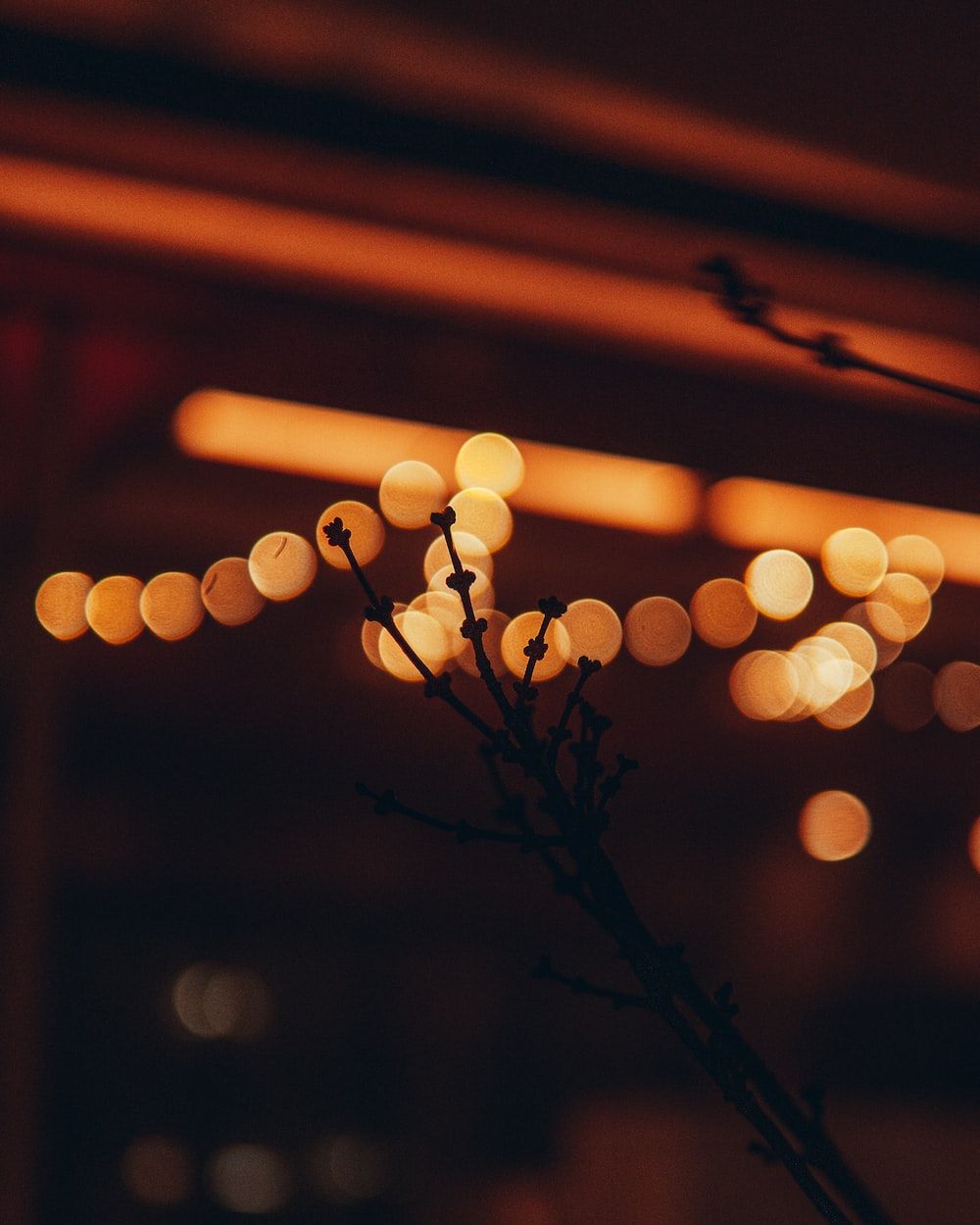 A blurry photo of a branch with lights in the background photo