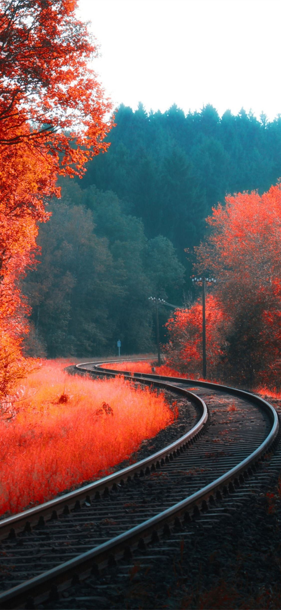 A railway track in the middle of a forest with red and orange trees - Forest