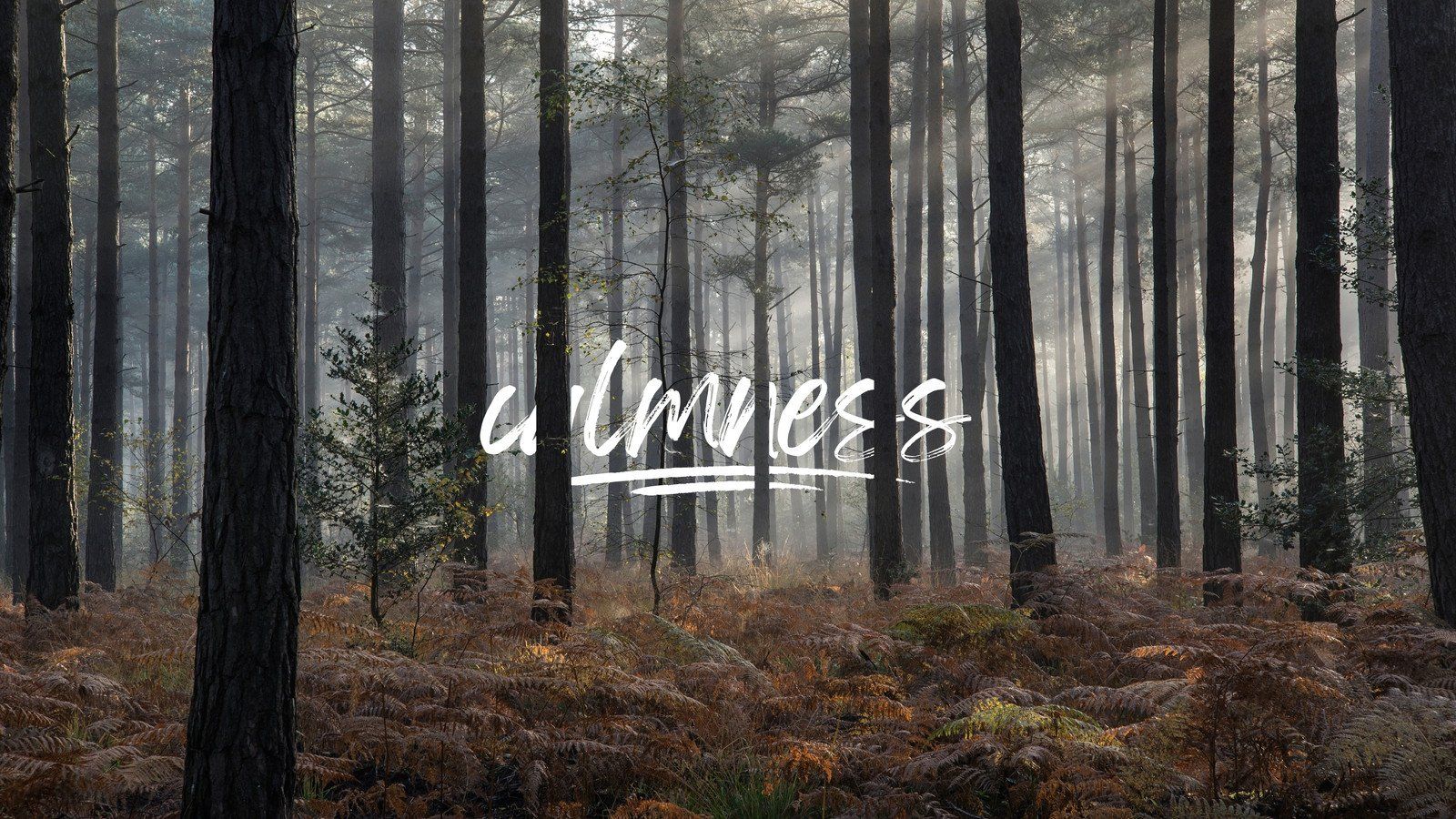 A misty forest with the word Lumves8 superimposed on top. - Forest, calming, woods