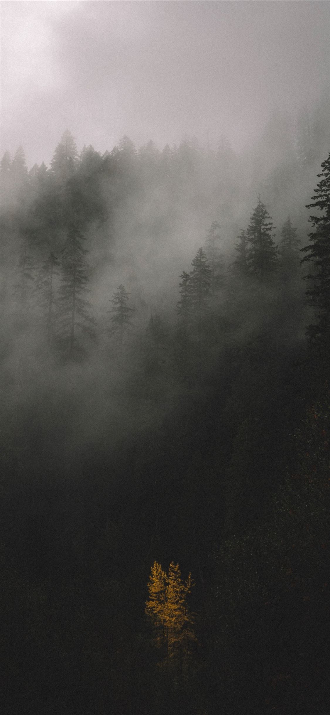 trees covered by fog #forest #grey #nature #tree #trees #UnitedStates #iPhoneXWallpaper. Grey wallpaper iphone, Dark grey wallpaper, Dark academia wallpaper