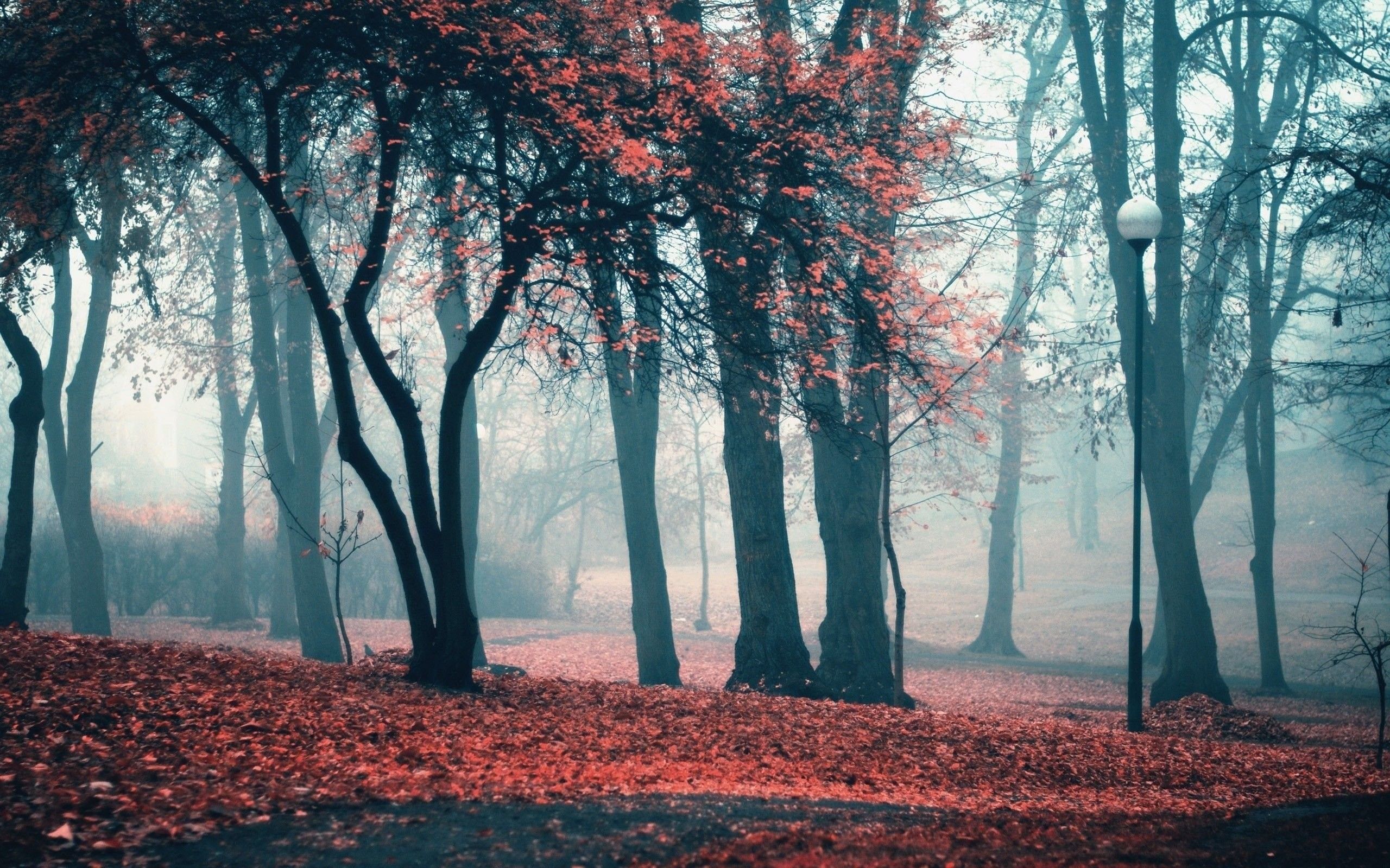 Aesthetic forest Wallpaper Download