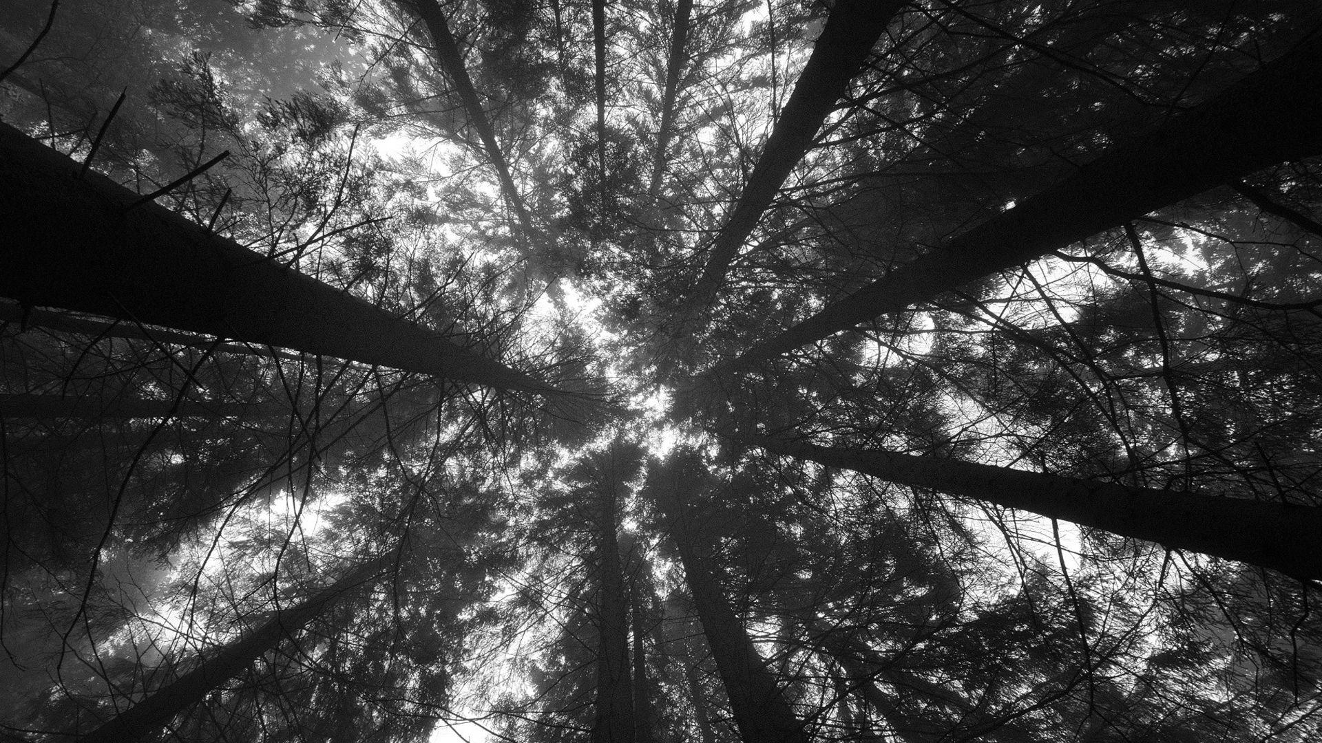 Worm's Eye View Of Trees In The Forest HD Black Aesthetic Wallpaper
