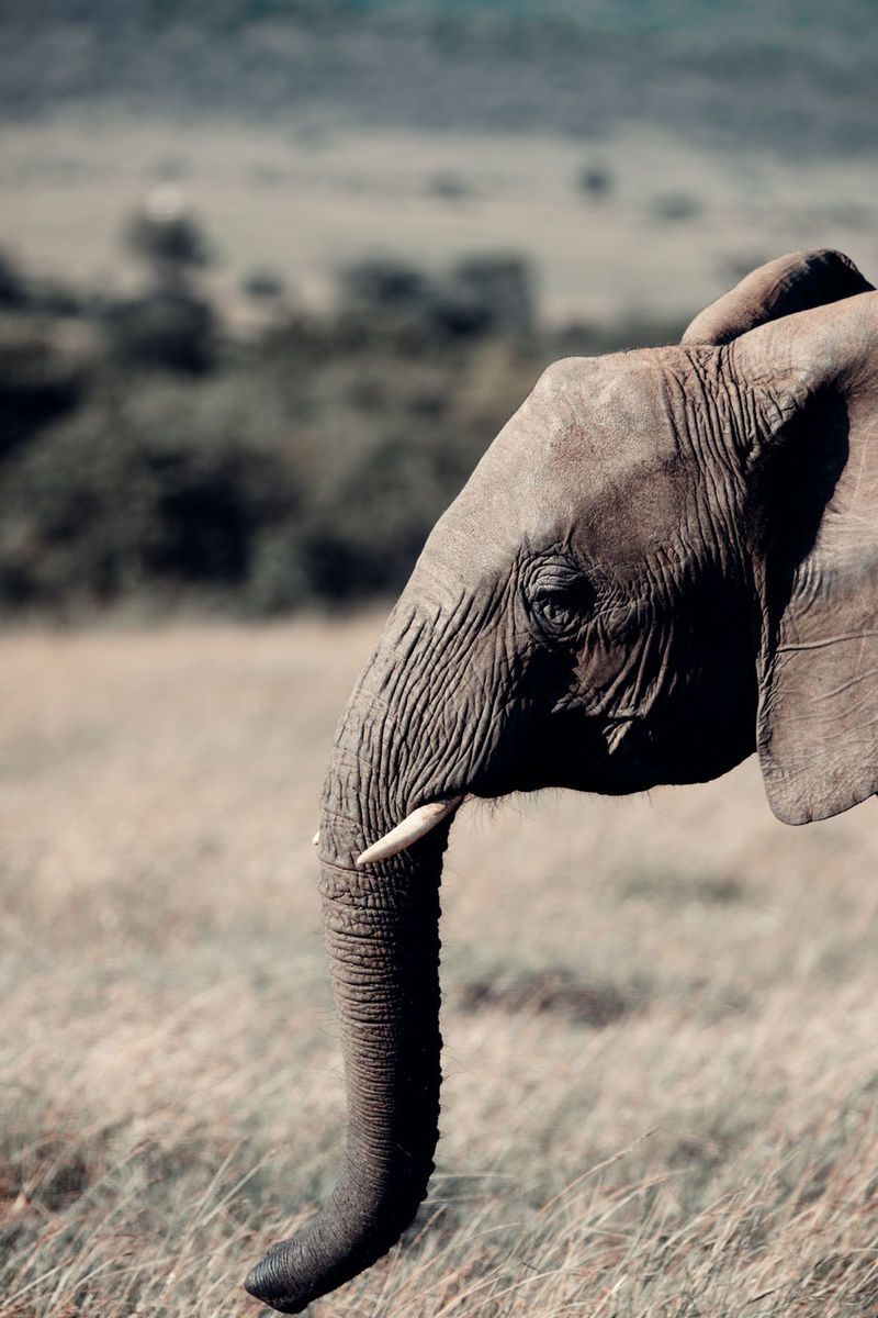 of Asian Elephant picture. Curated Photography on EyeEm