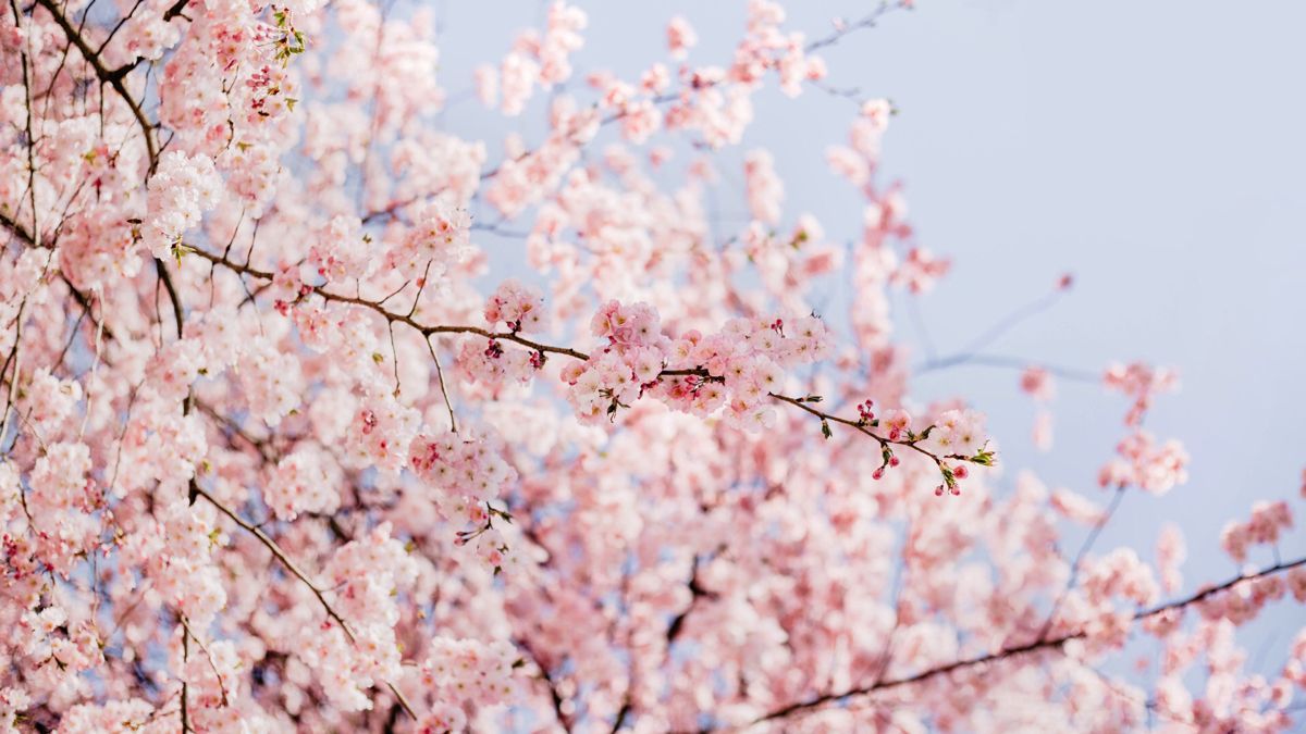 A tree with pink flowers on it - IMac