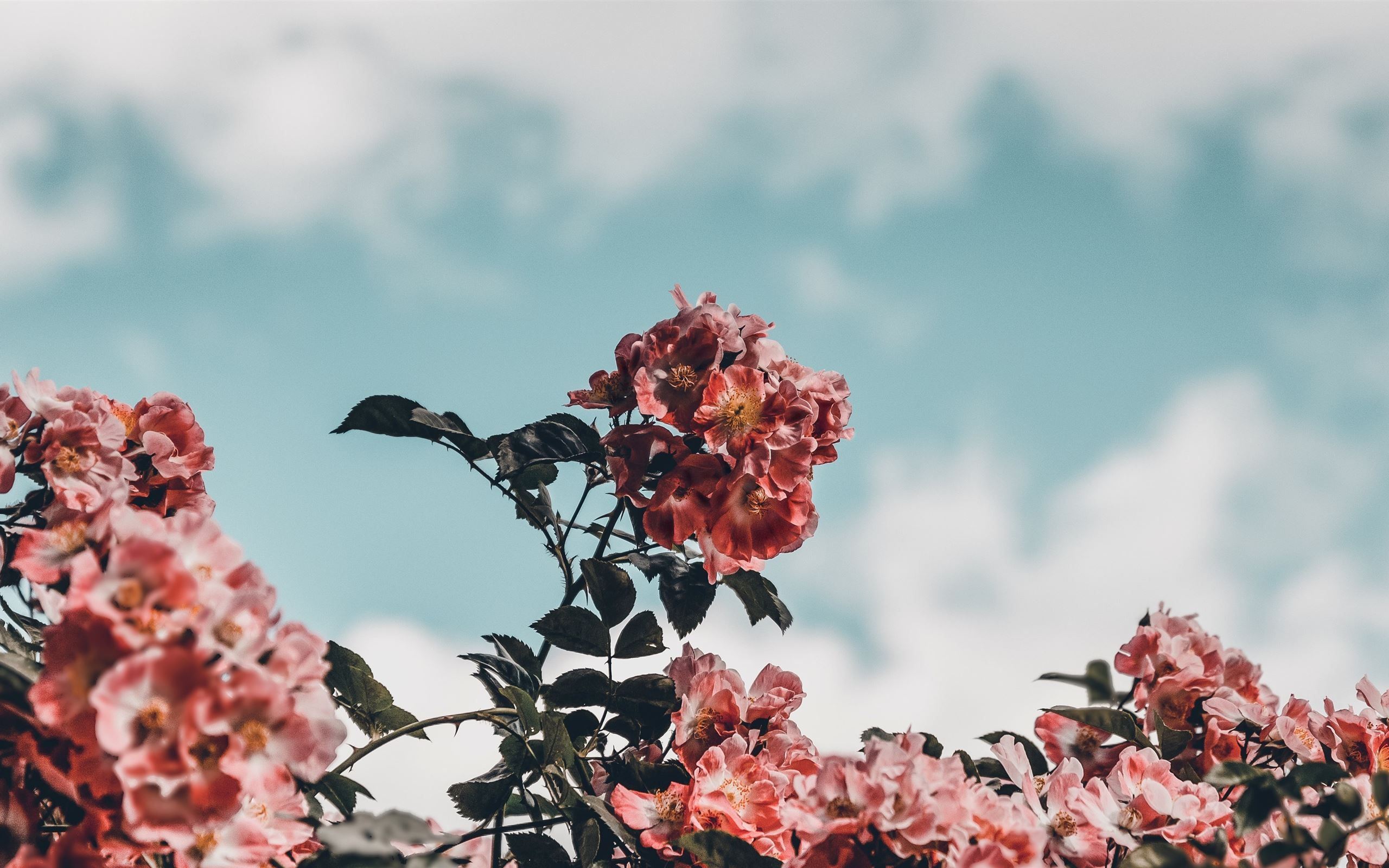 Pink flowers against a blue sky - IMac