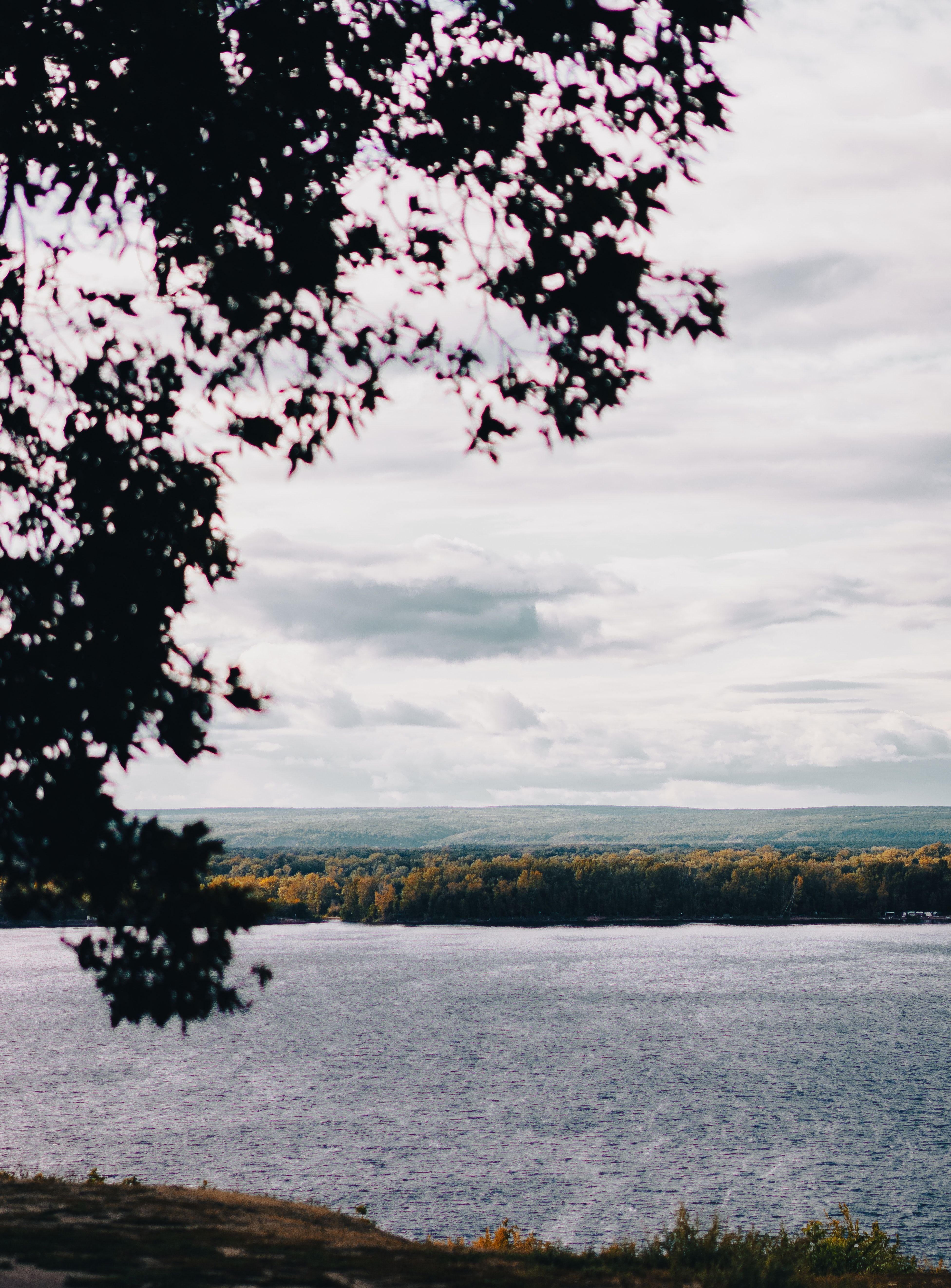 A tree branch frames a view of a lake and forest in the distance. - Lake